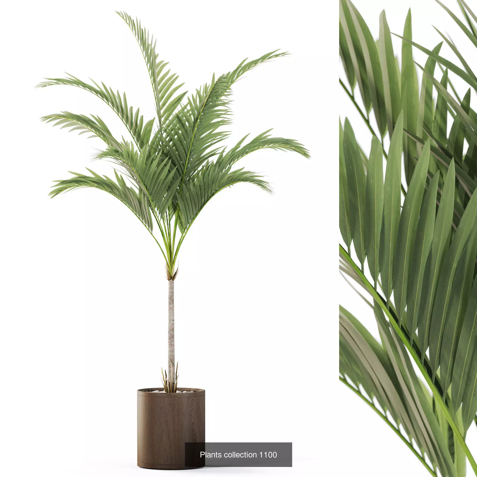 Plants collection vol 43 _3