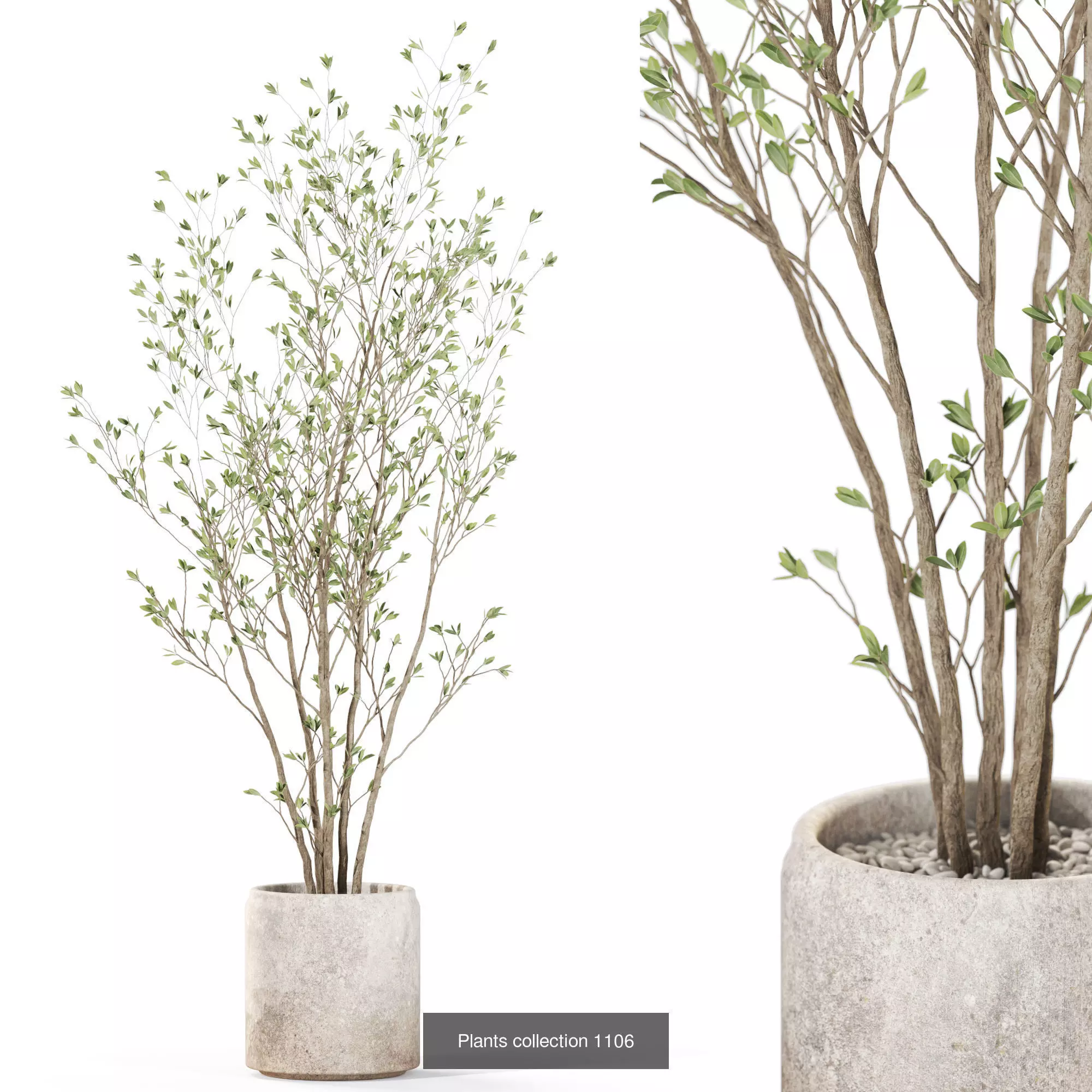 Plants collection vol 43 _4