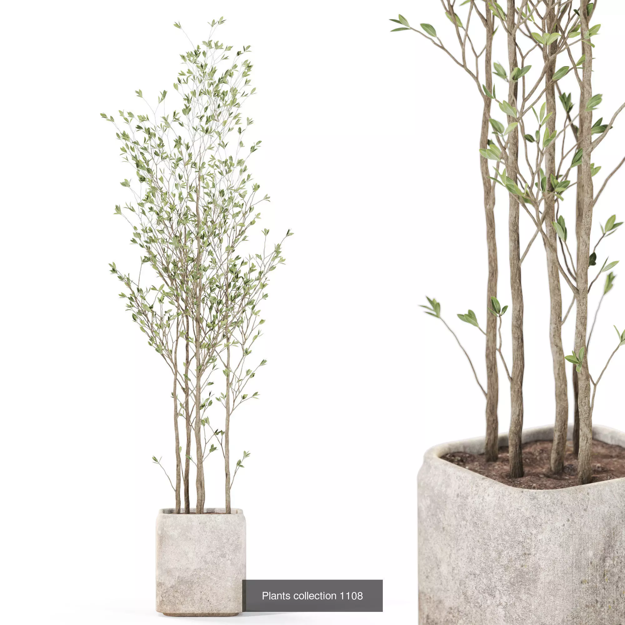 Plants collection vol 43 _6