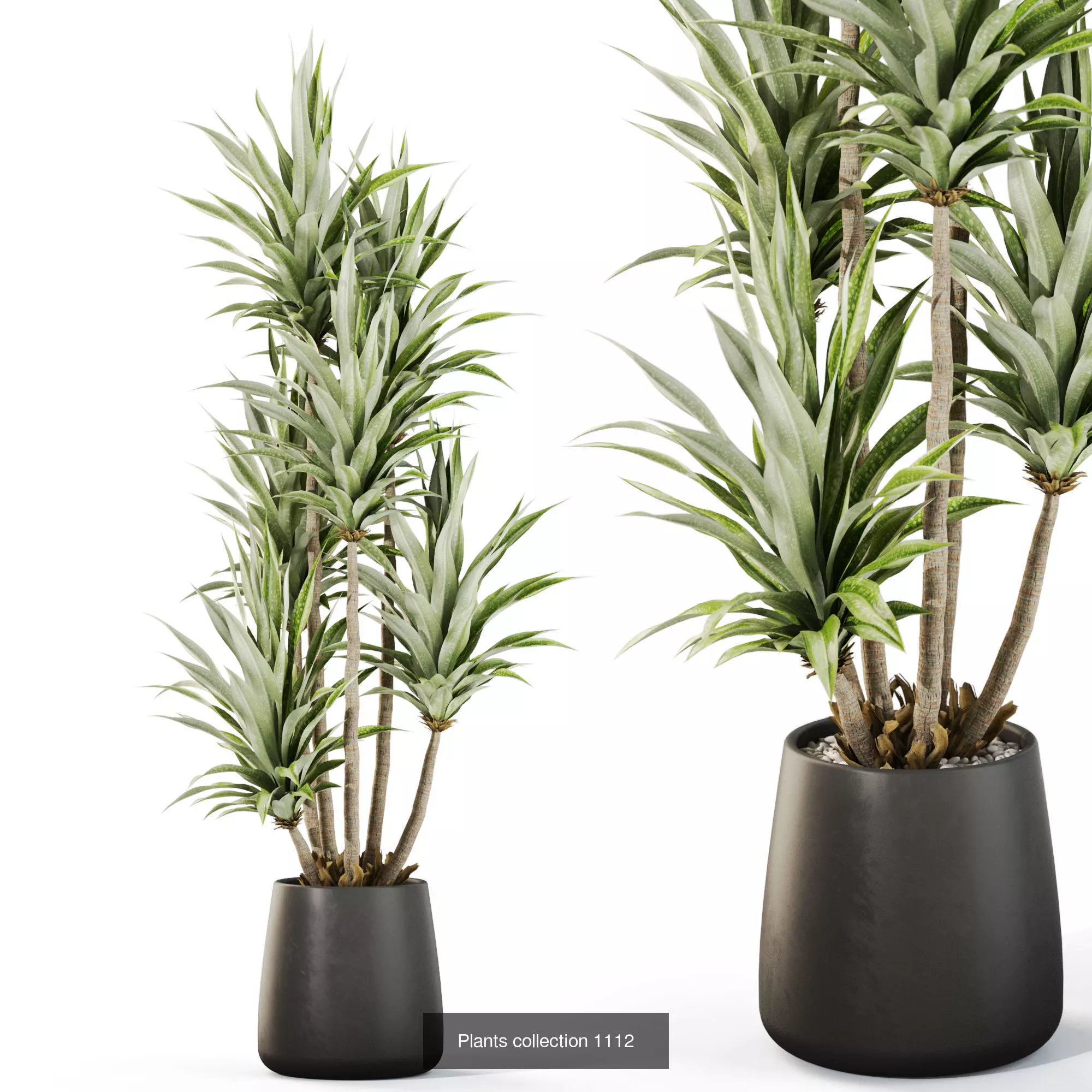 Plants collection vol 43 _10