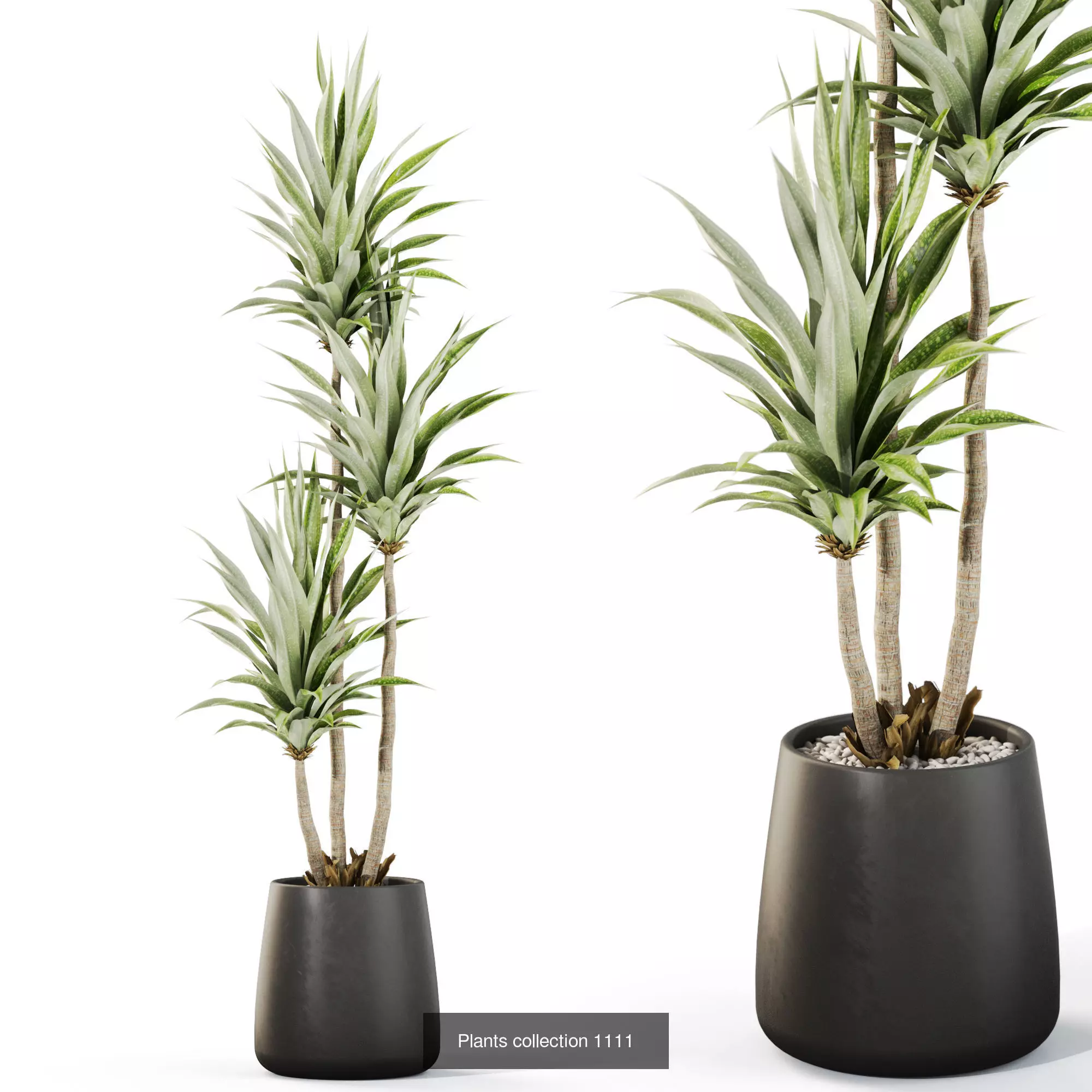 Plants collection vol 43 _9