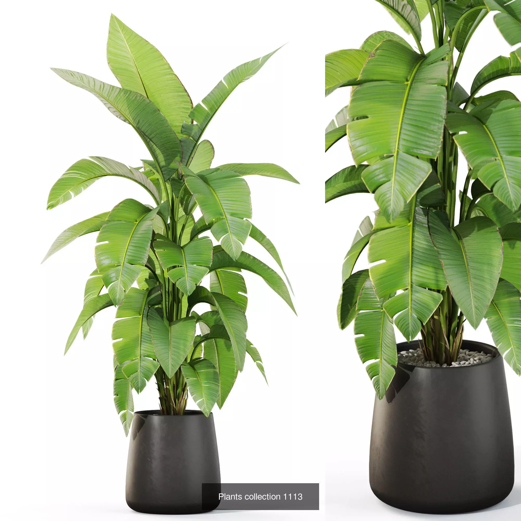 Plants collection vol 44 _2