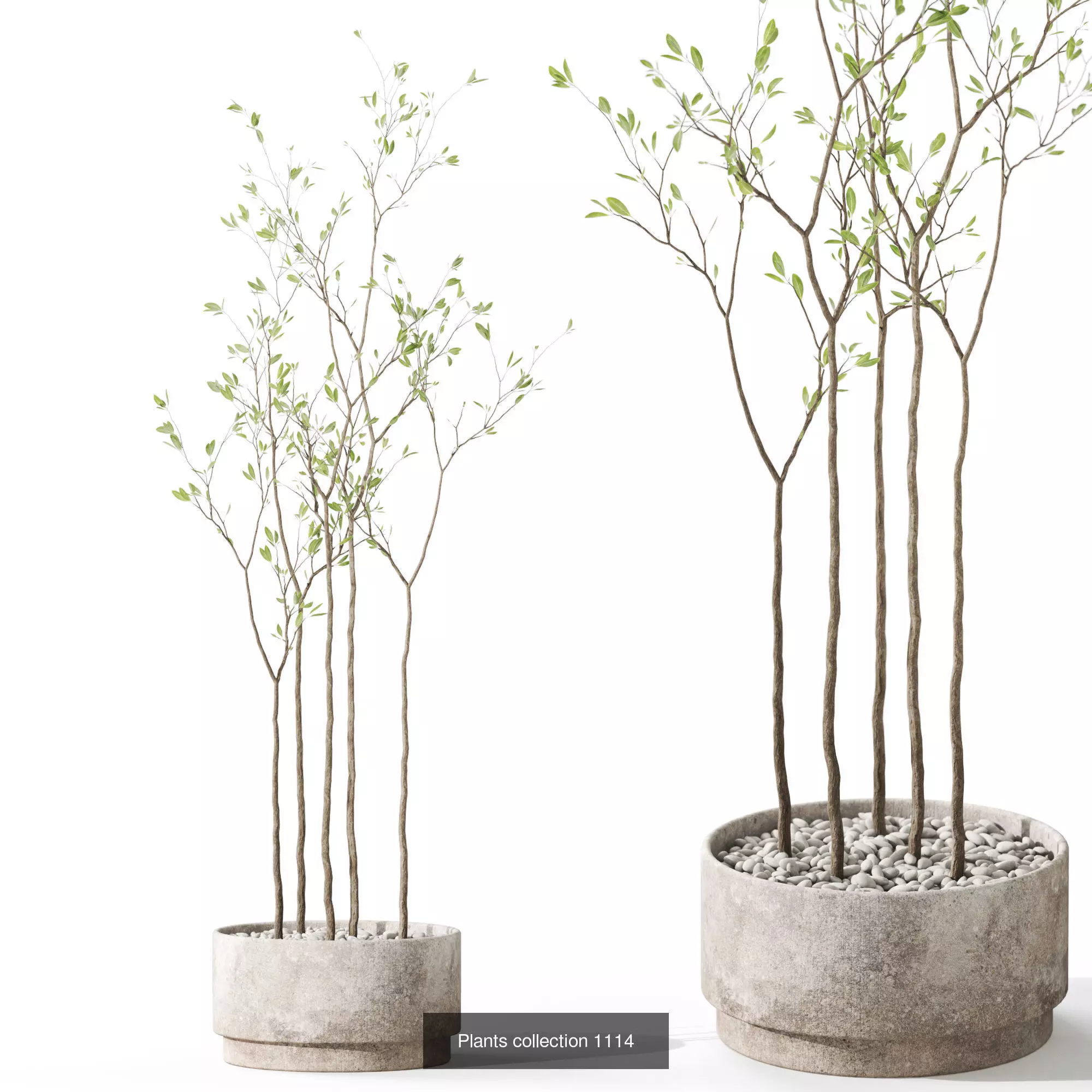 Plants collection vol 44 _3