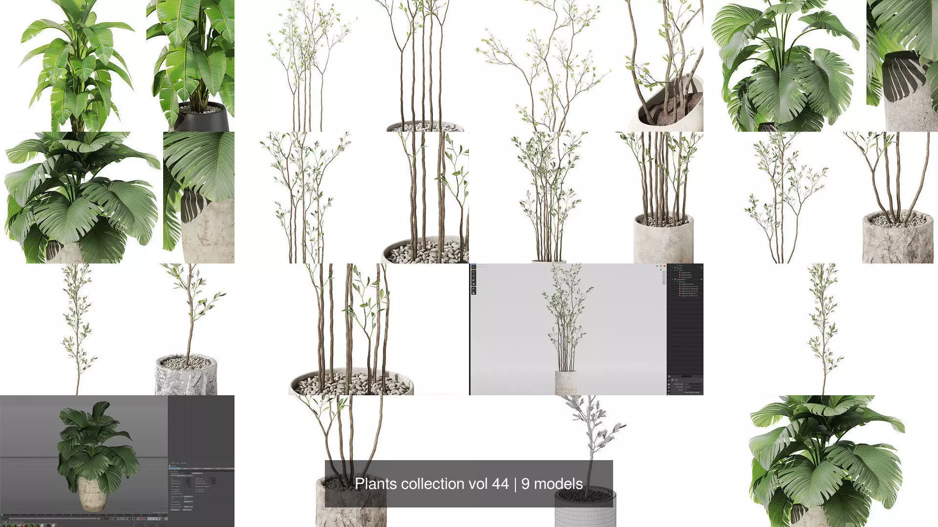 Plants collection vol 44 _1