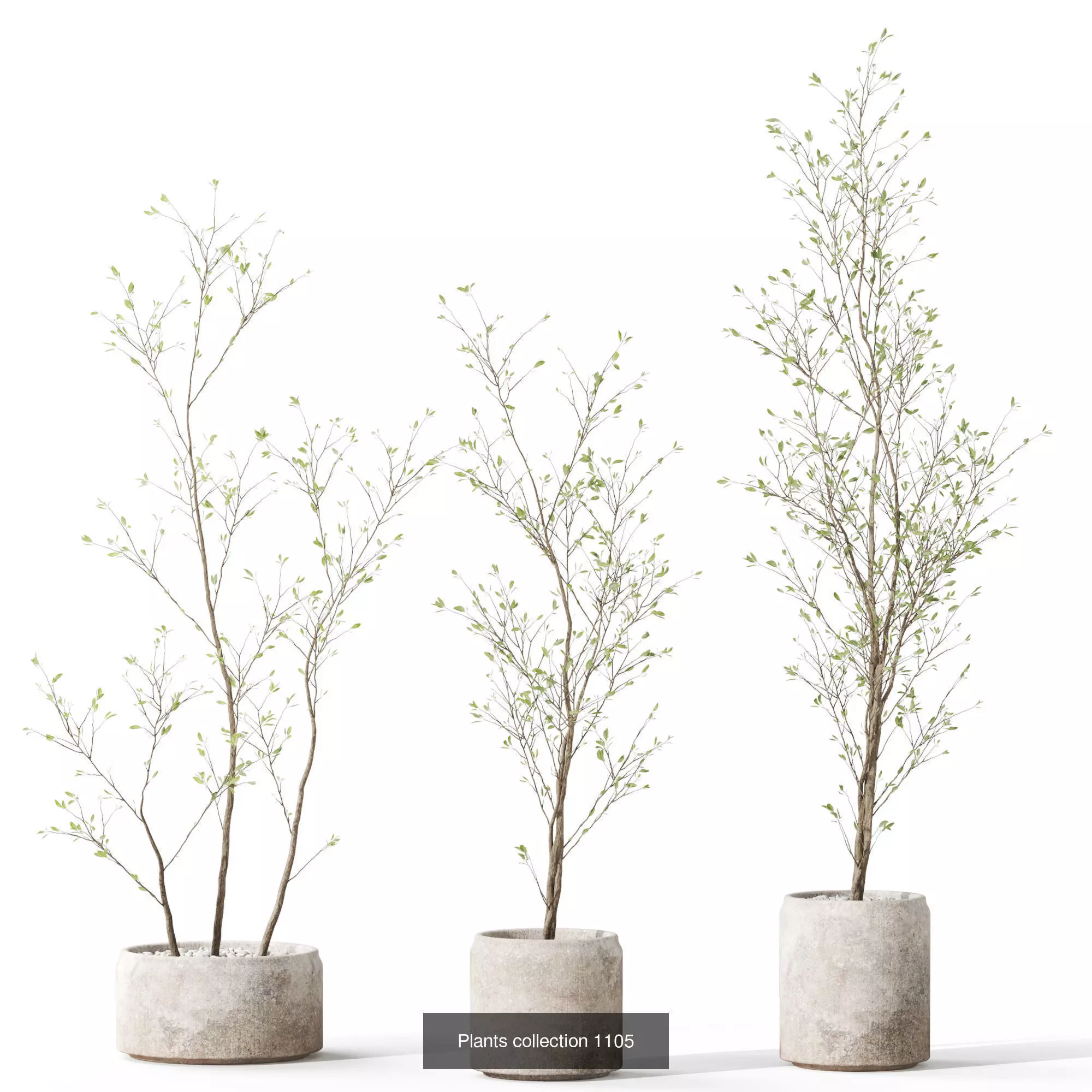 Plants collection vol 45 _2