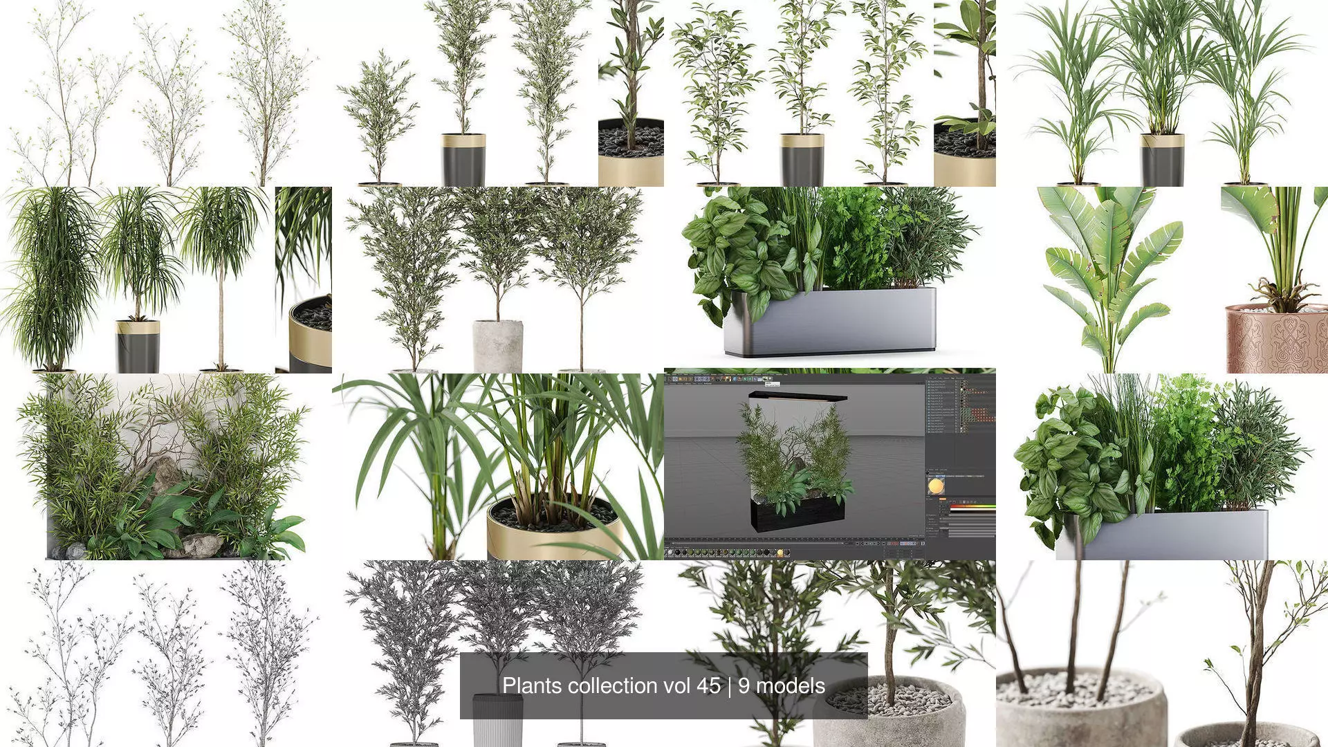 Plants collection vol 45 _1