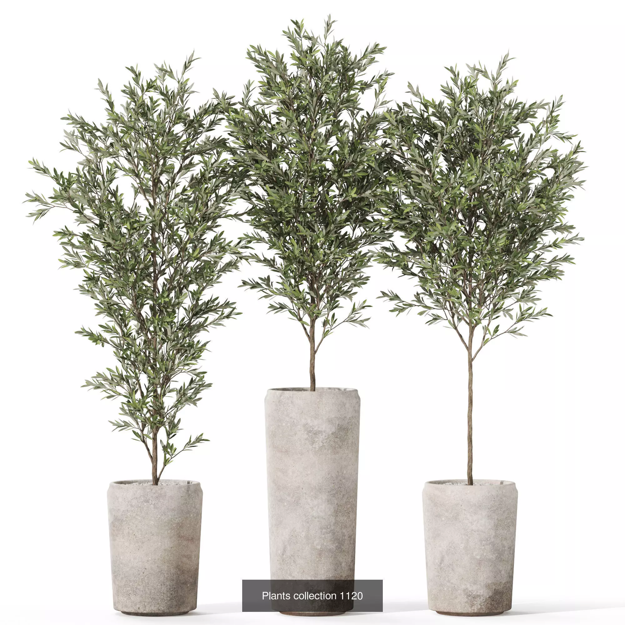 Plants collection vol 45 _7