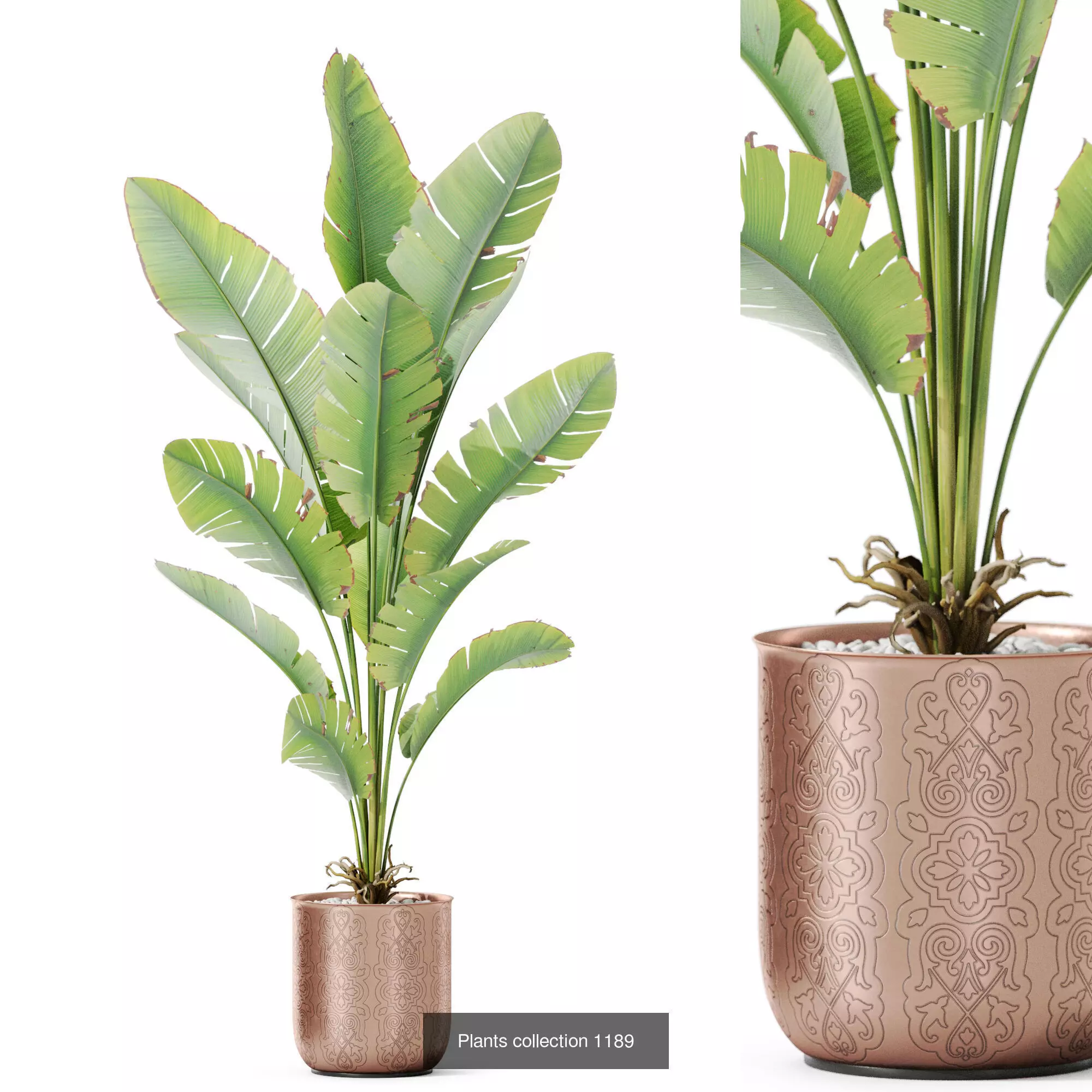 Plants collection vol 45 _9