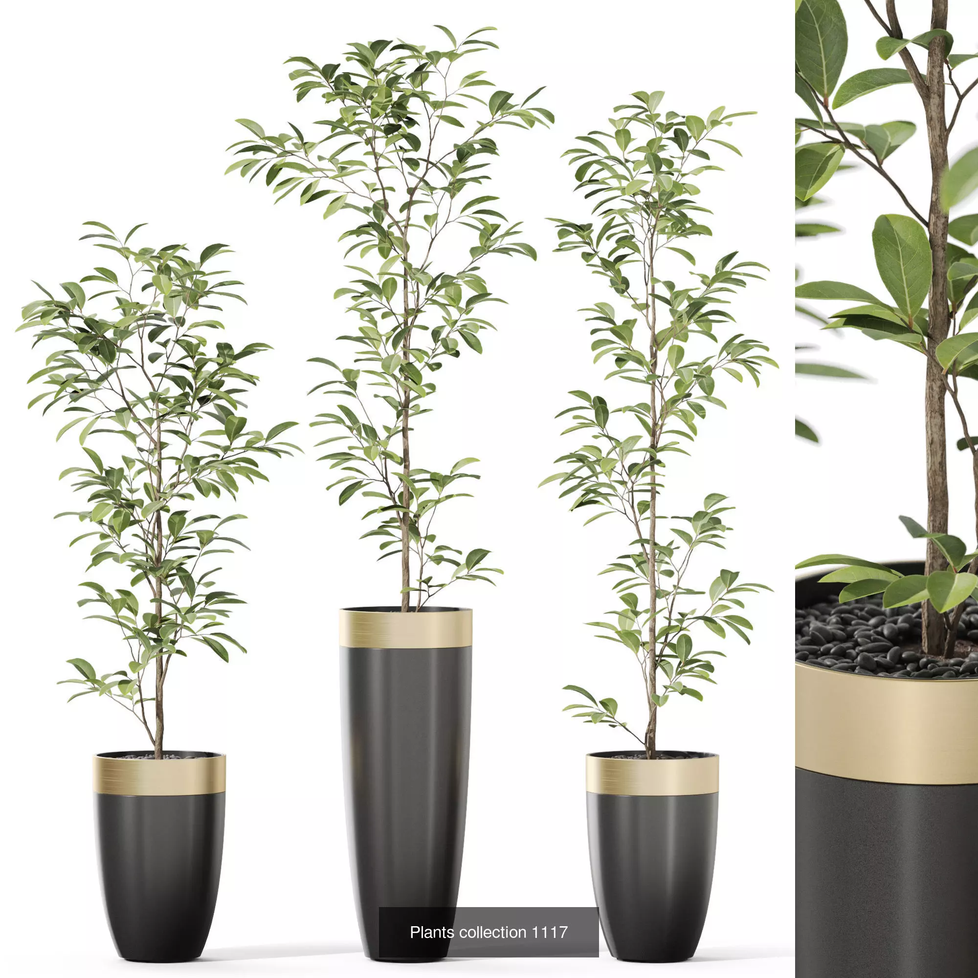 Plants collection vol 45 _4