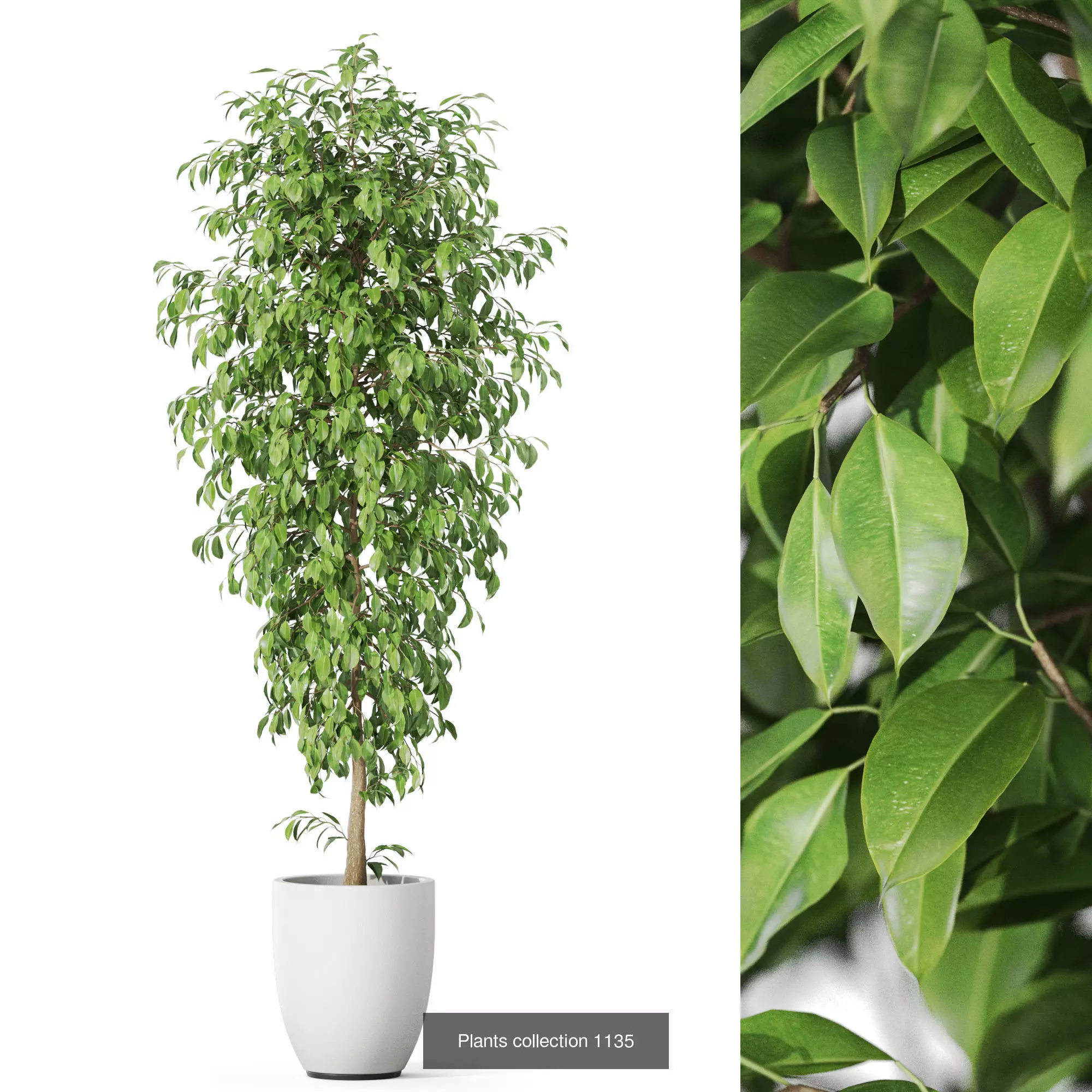 Plants collection vol 46 _10