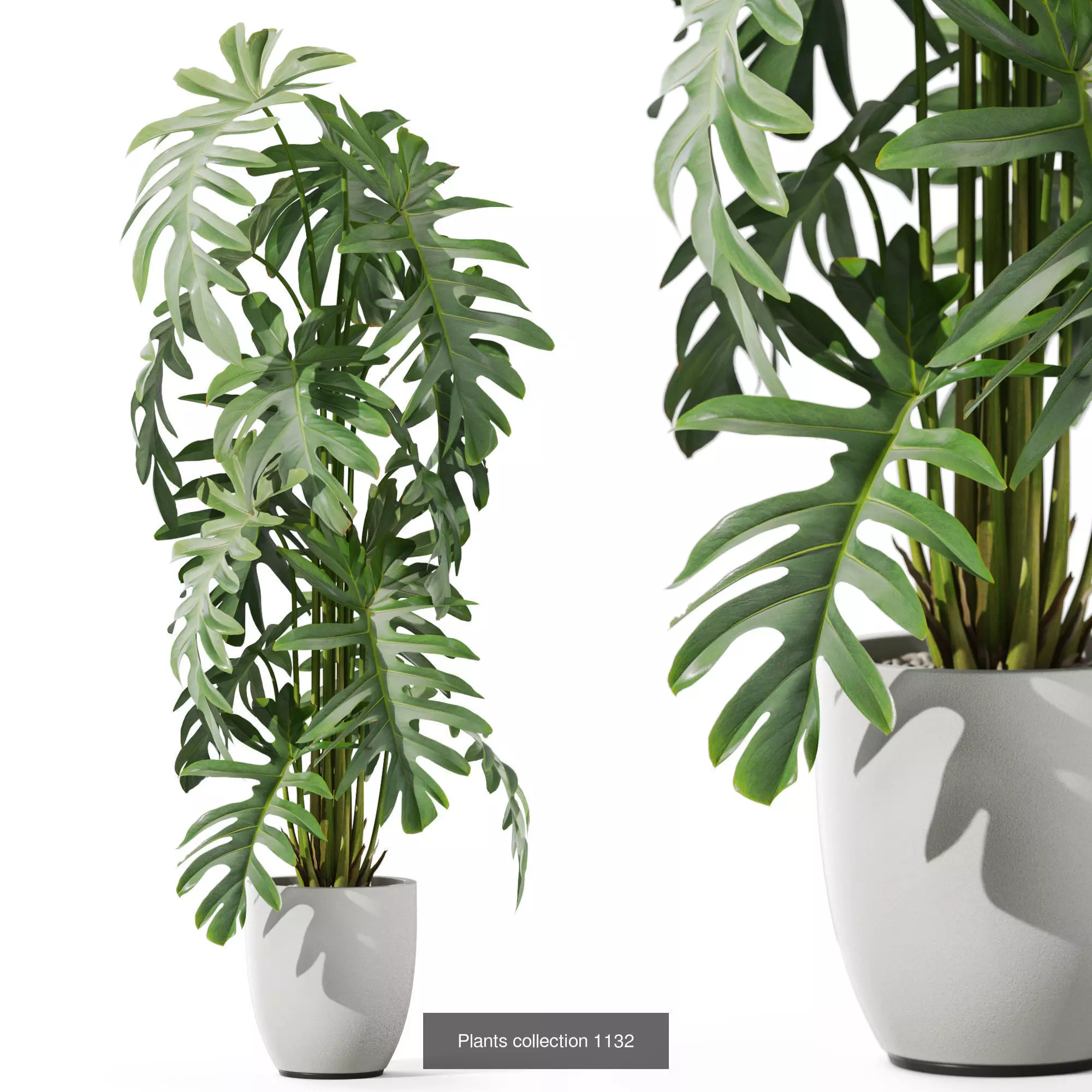 Plants collection vol 46 _7