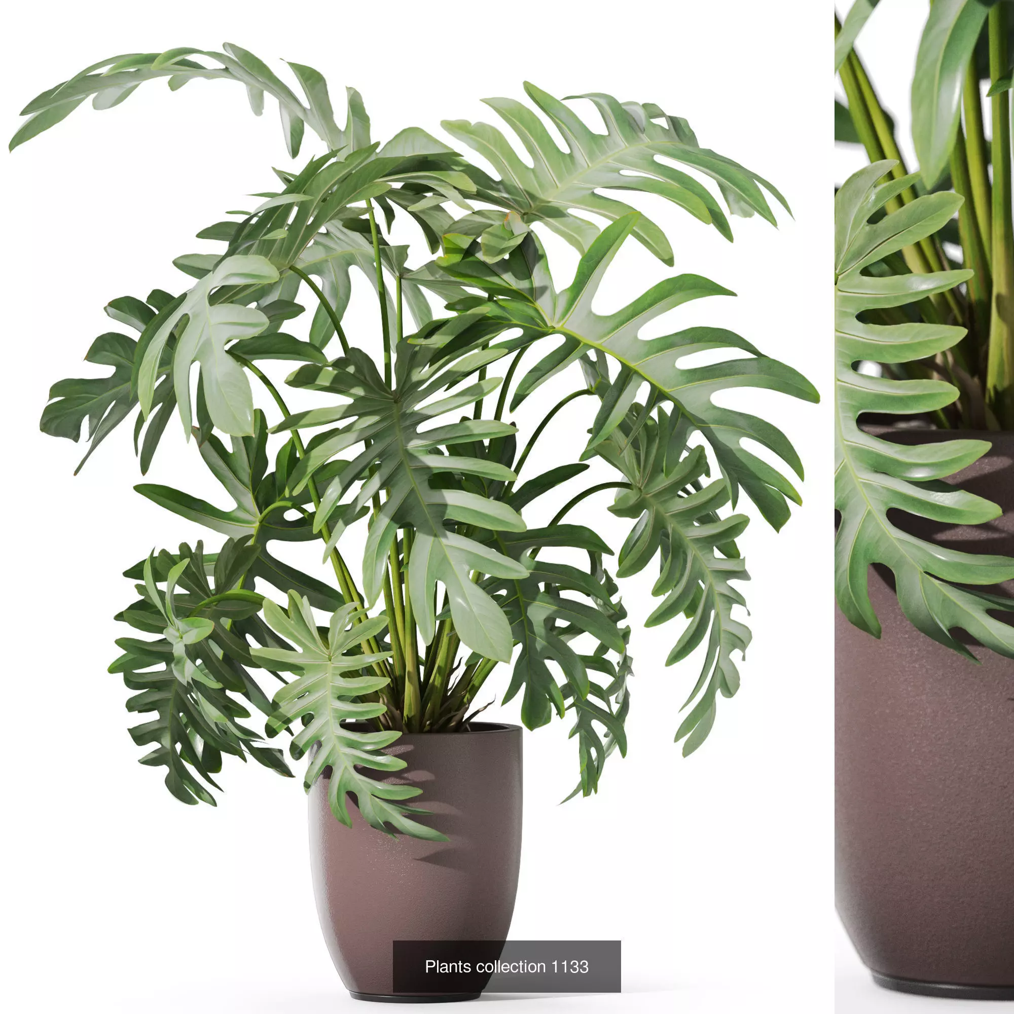 Plants collection vol 46 _8