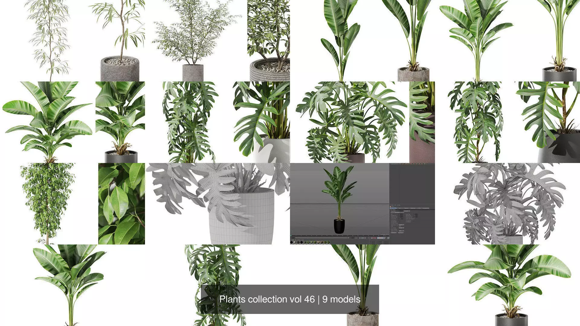 Plants collection vol 46 _1