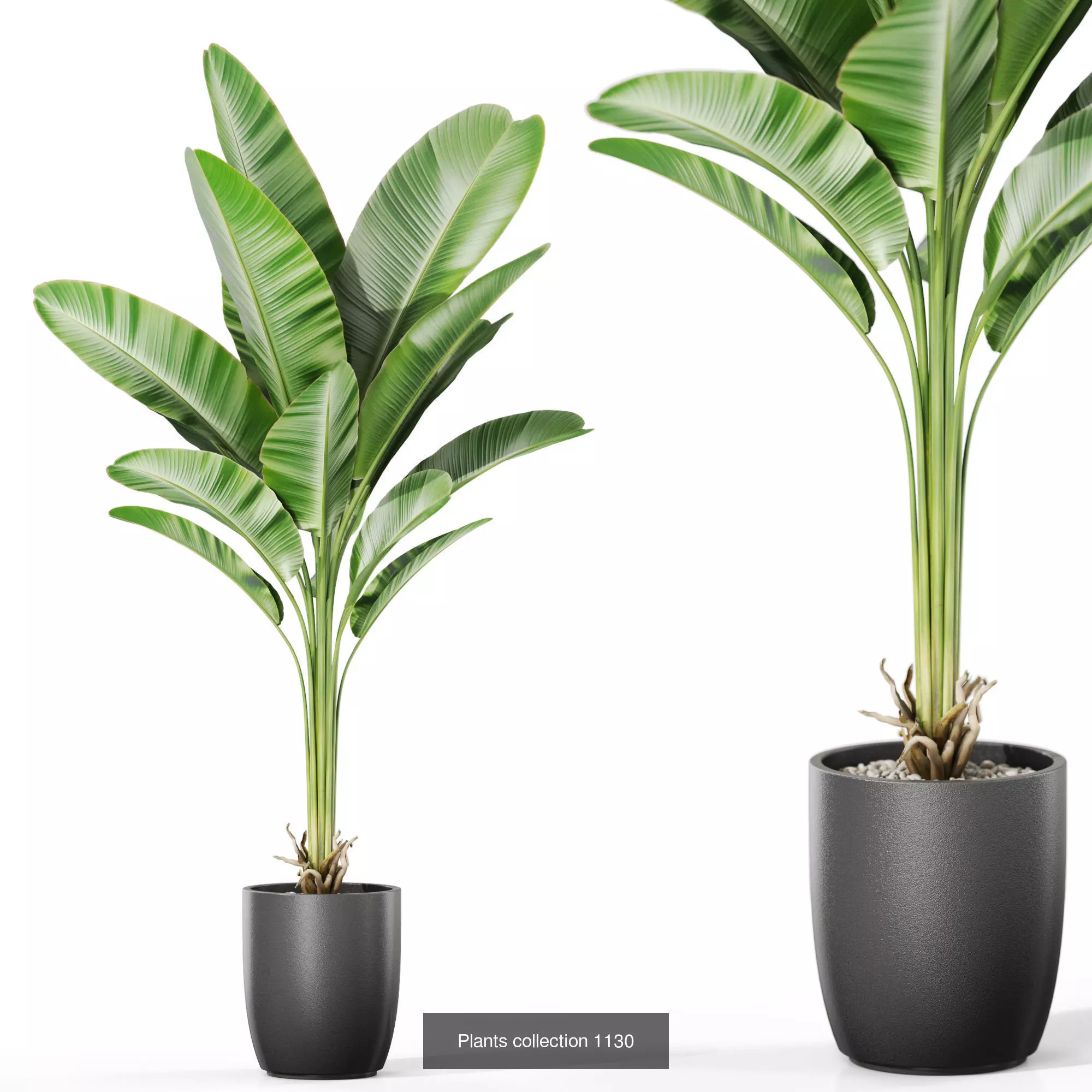 Plants collection vol 46 _5