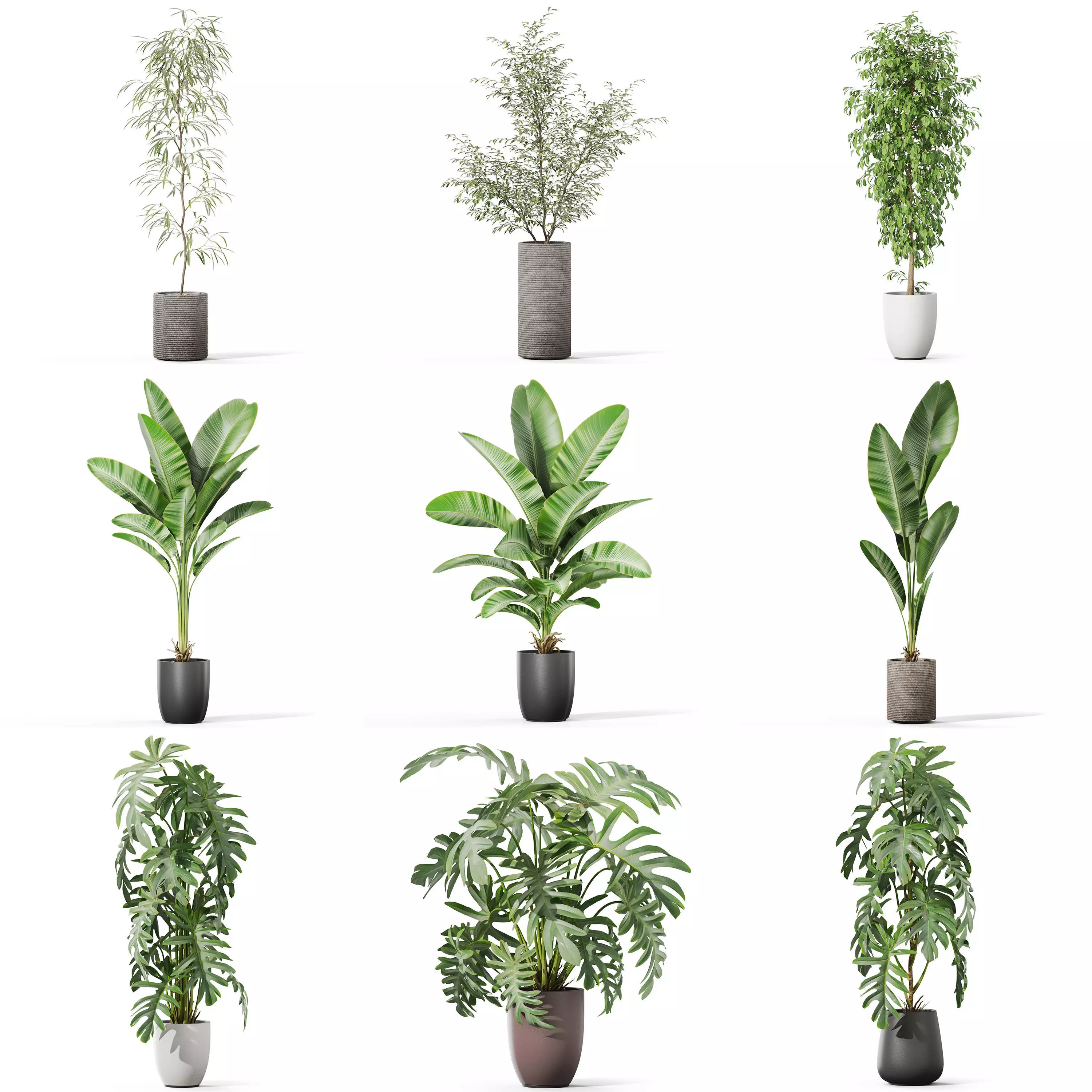 Plants collection vol 46 _0