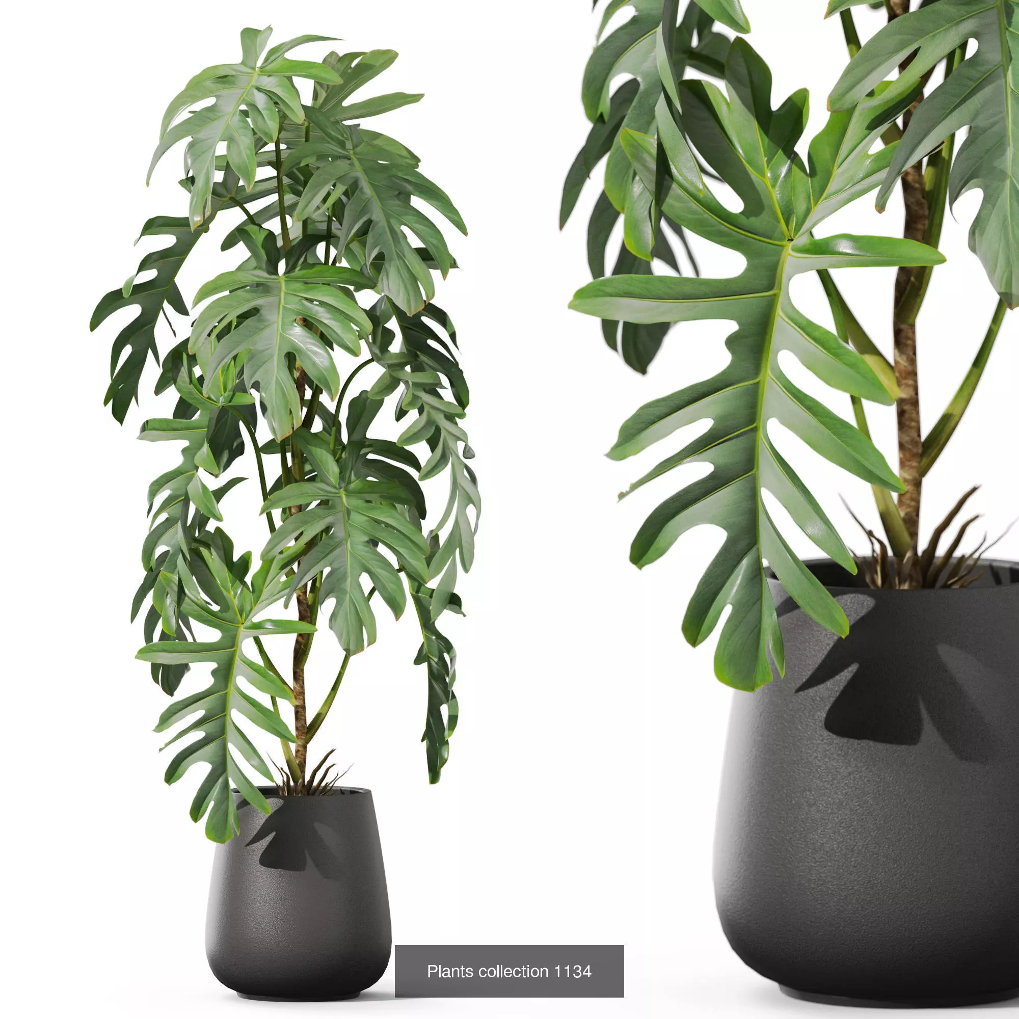 Plants collection vol 46 _9