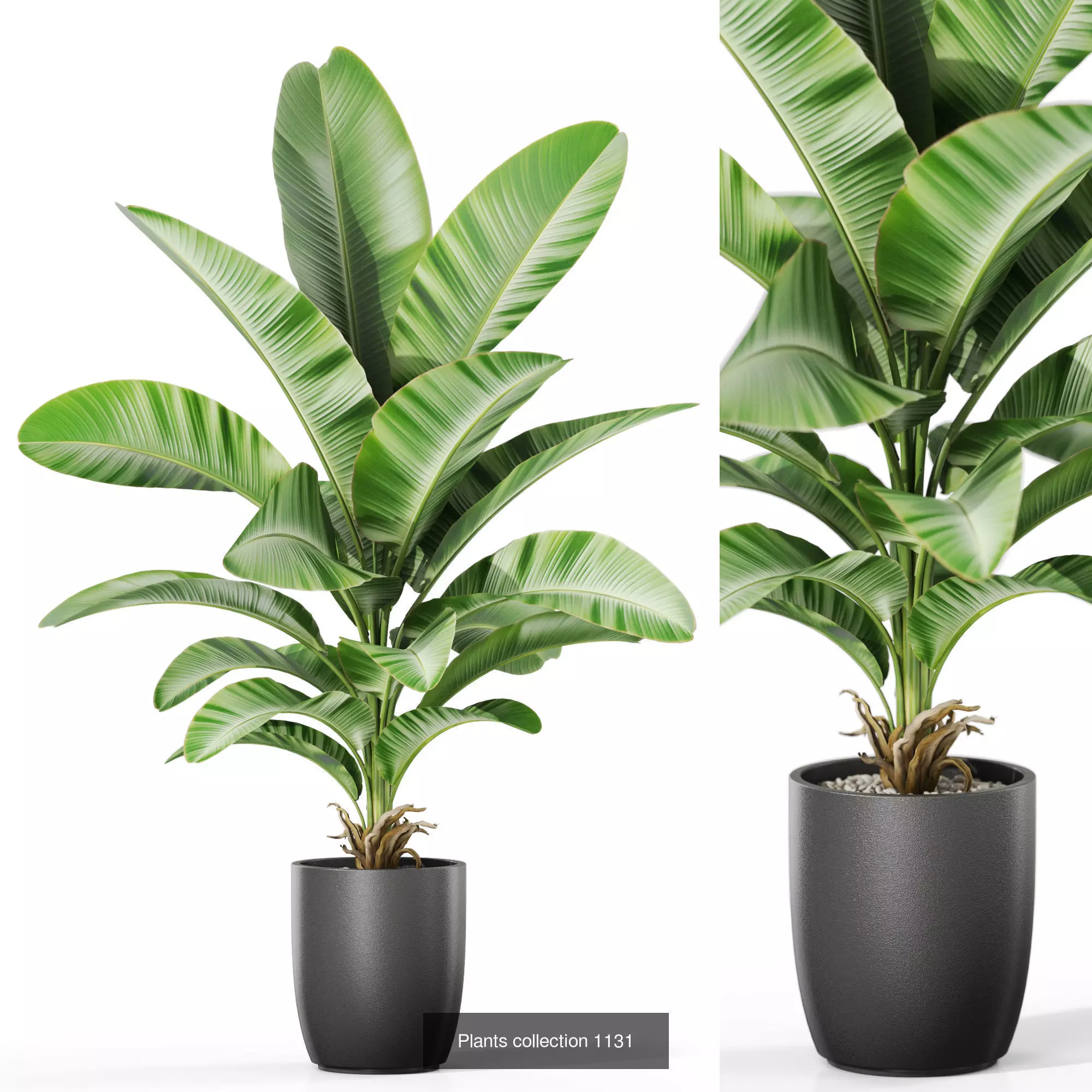 Plants collection vol 46 _6