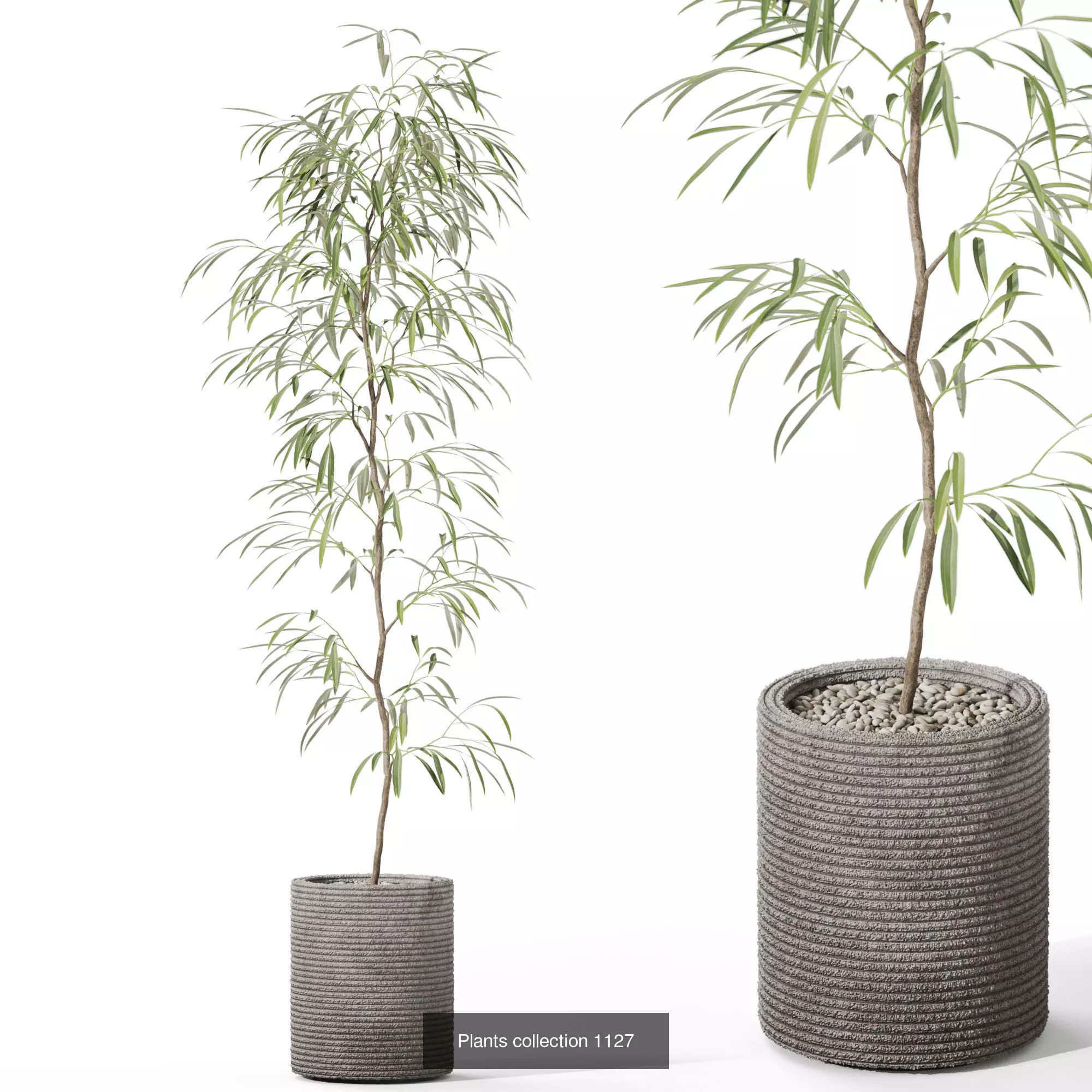 Plants collection vol 46 _2