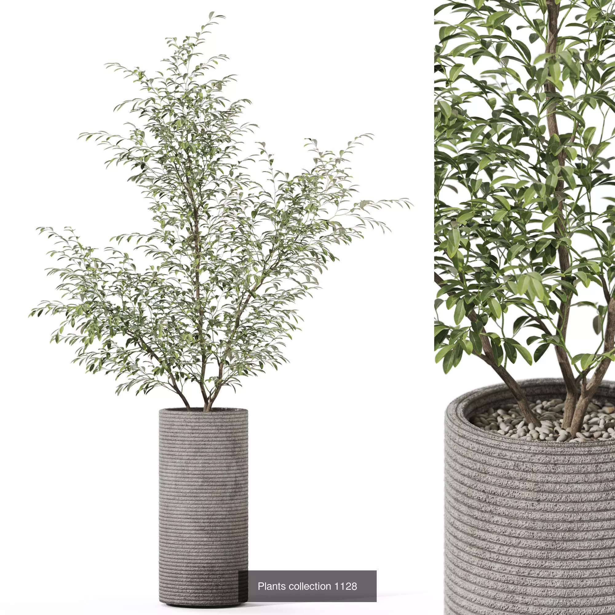 Plants collection vol 46 _3