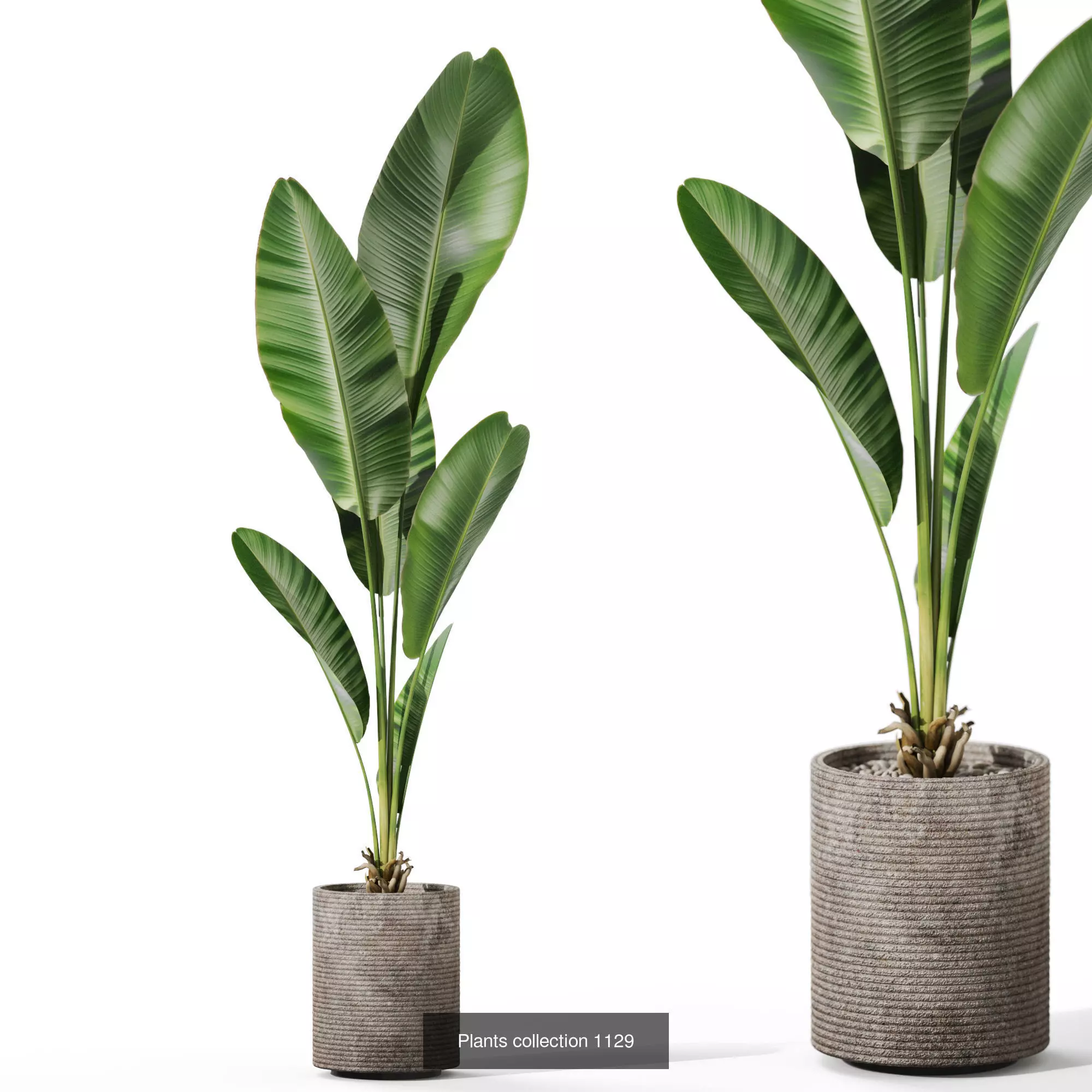 Plants collection vol 46 _4