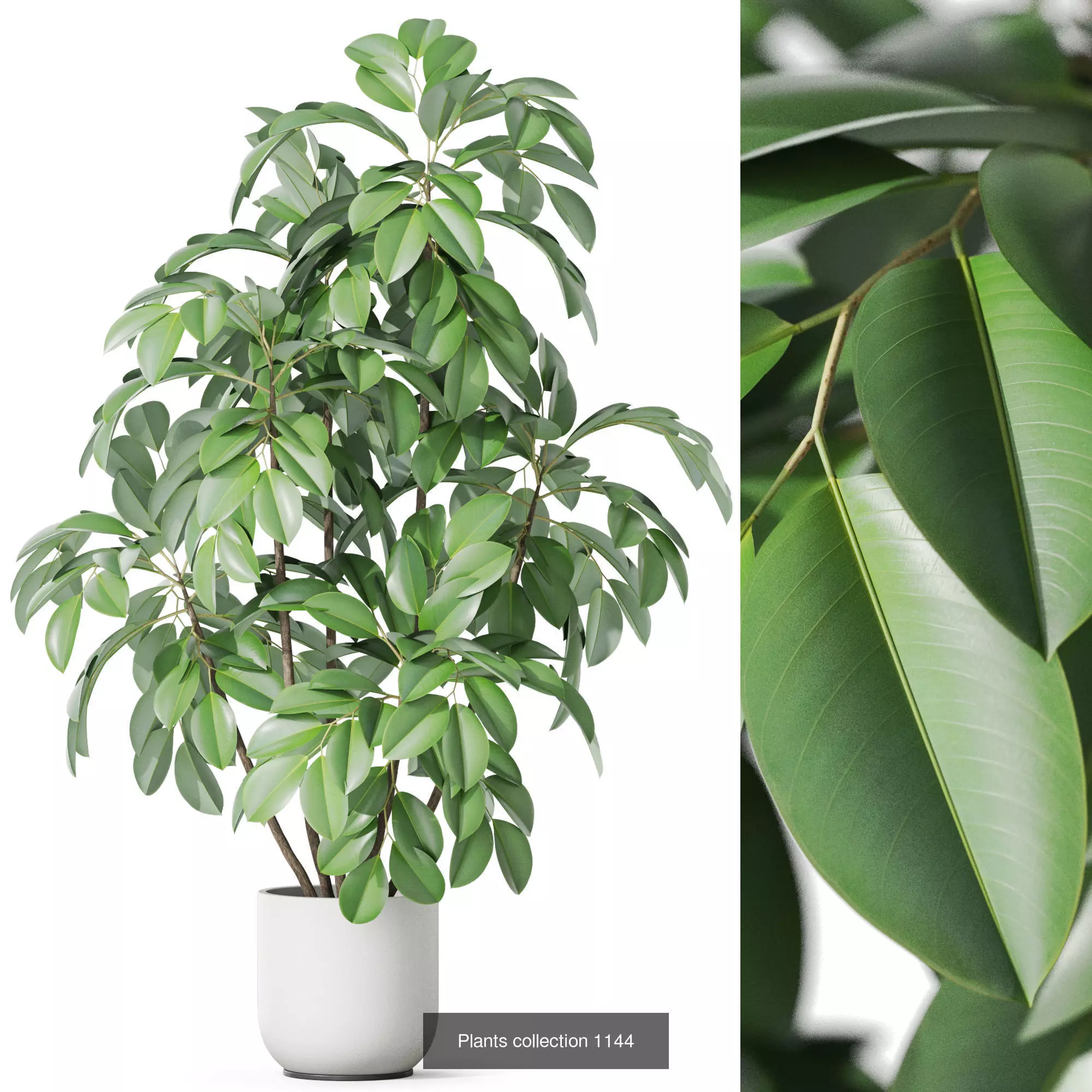 Plants collection vol 47 _10