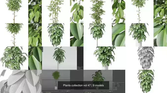 Plants collection vol 47