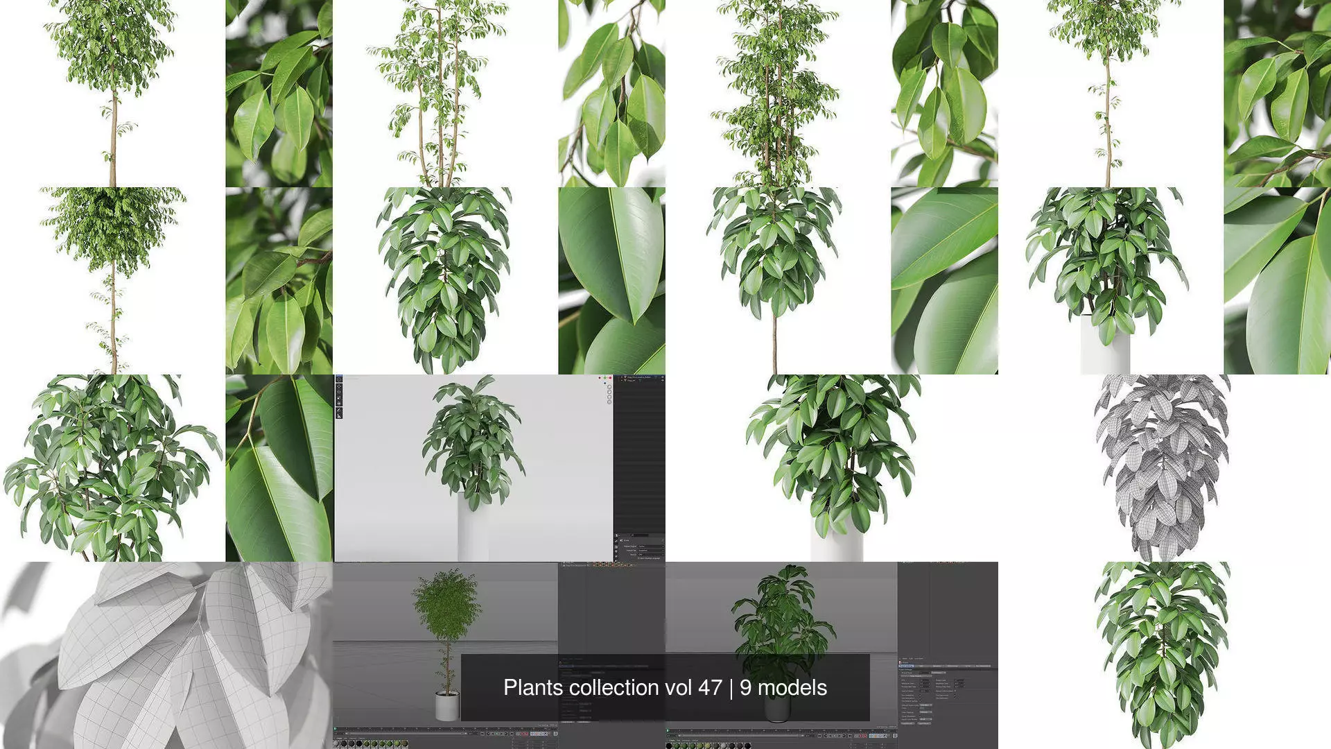 Plants collection vol 47 _1