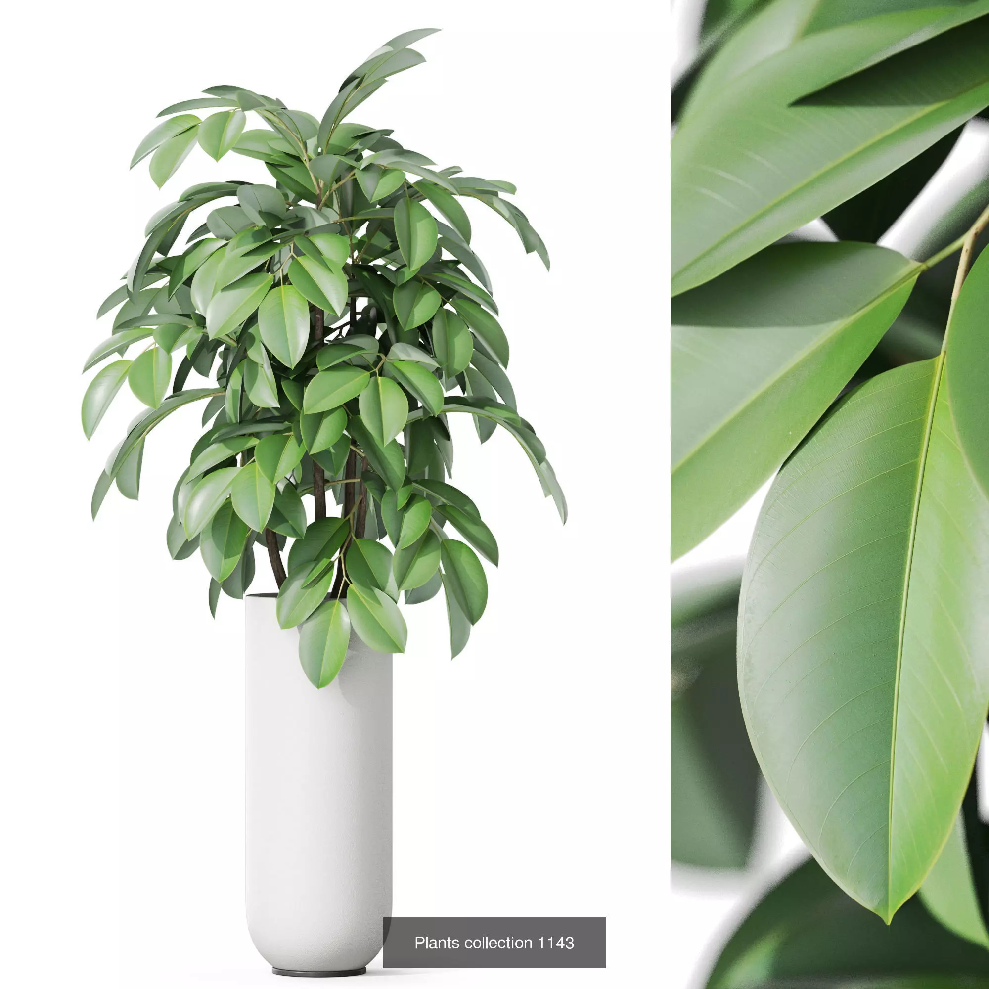 Plants collection vol 47 _9