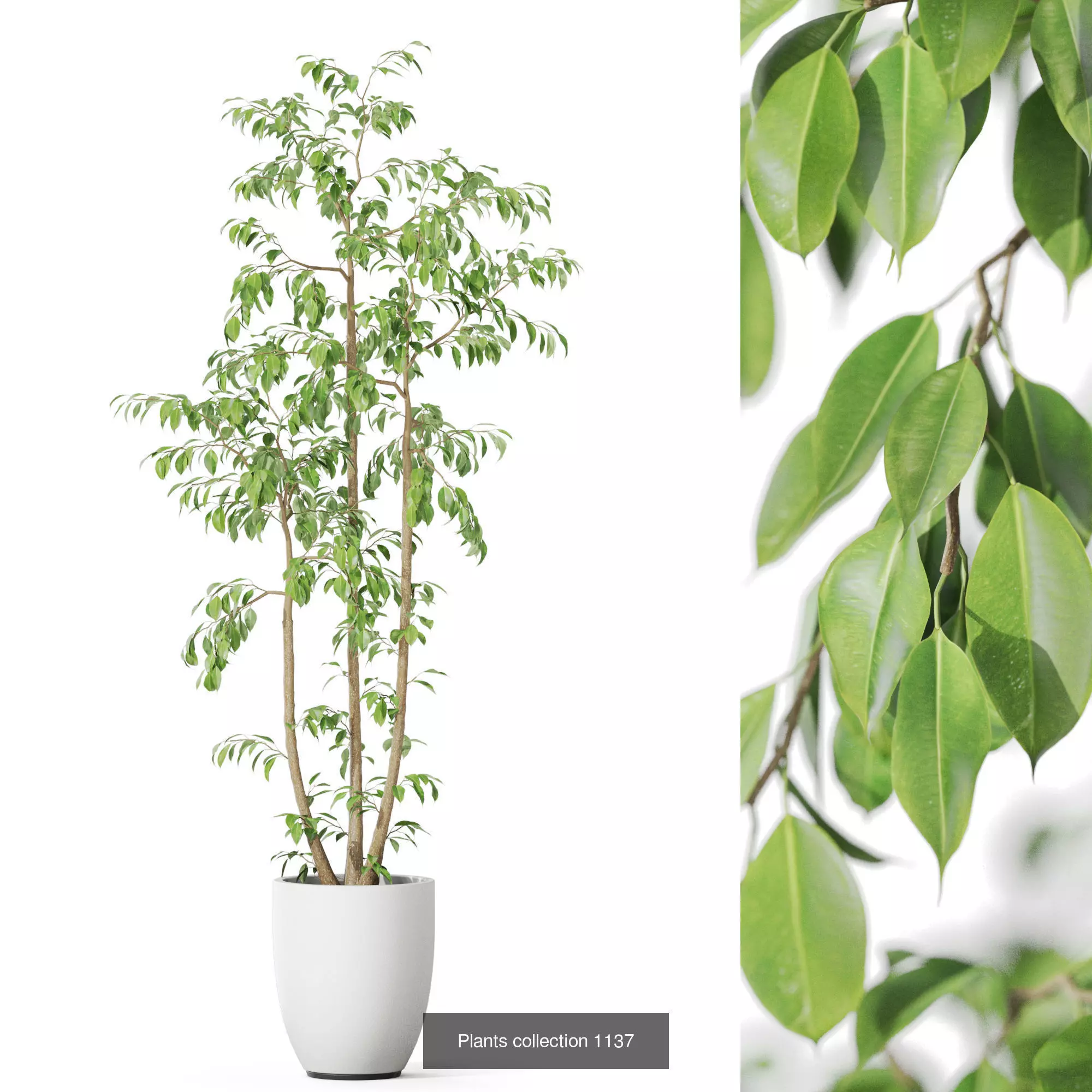 Plants collection vol 47 _3