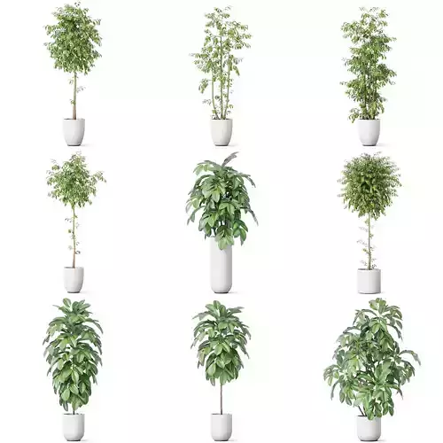 Plants collection vol 47