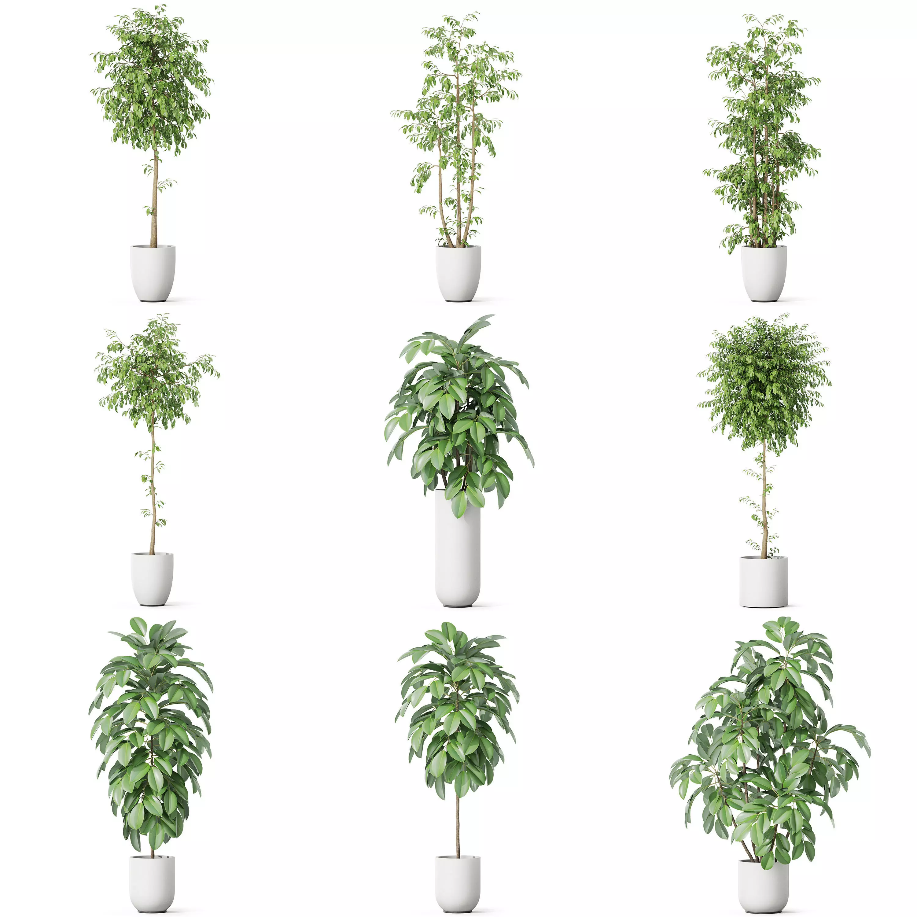 Plants collection vol 47 _0