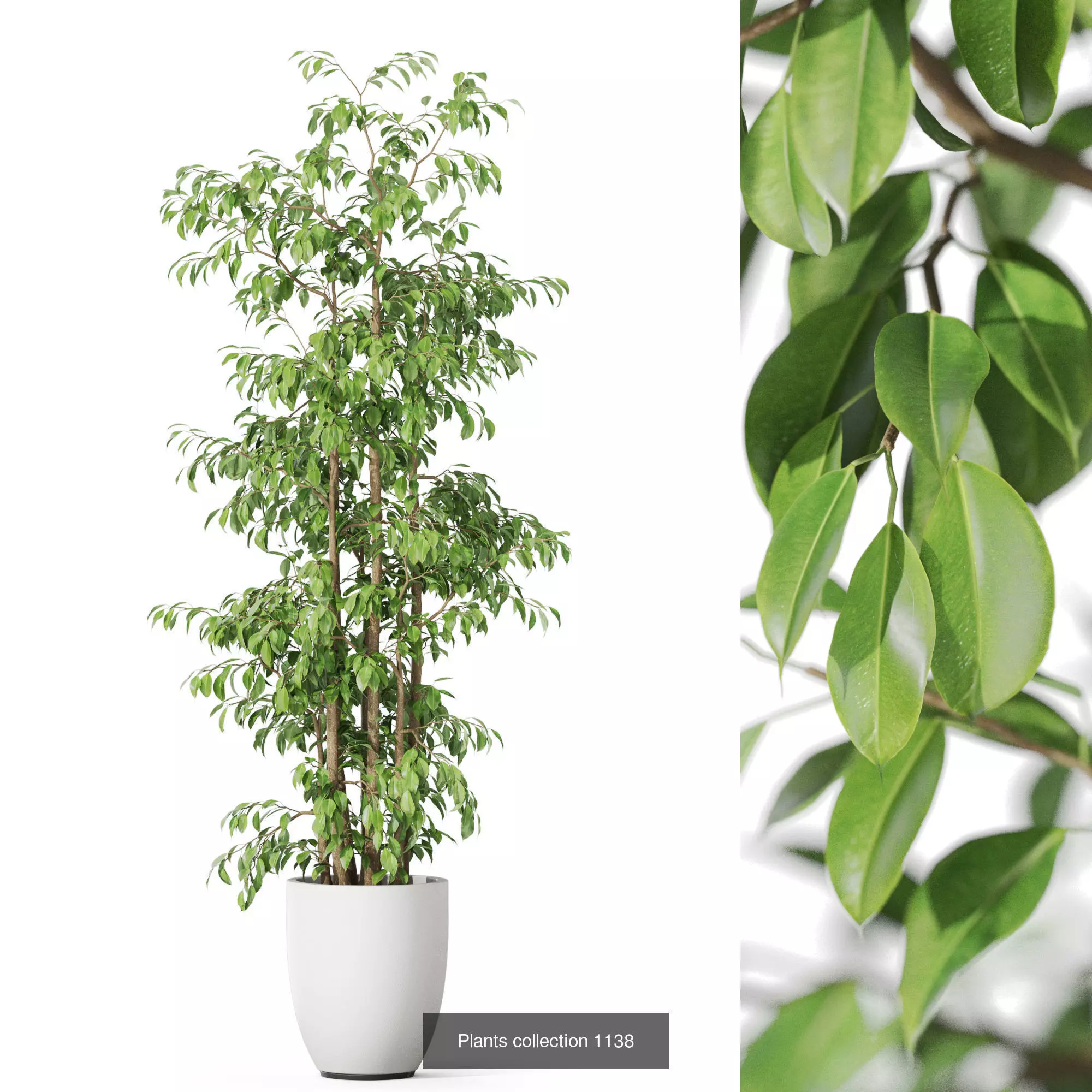 Plants collection vol 47 _4