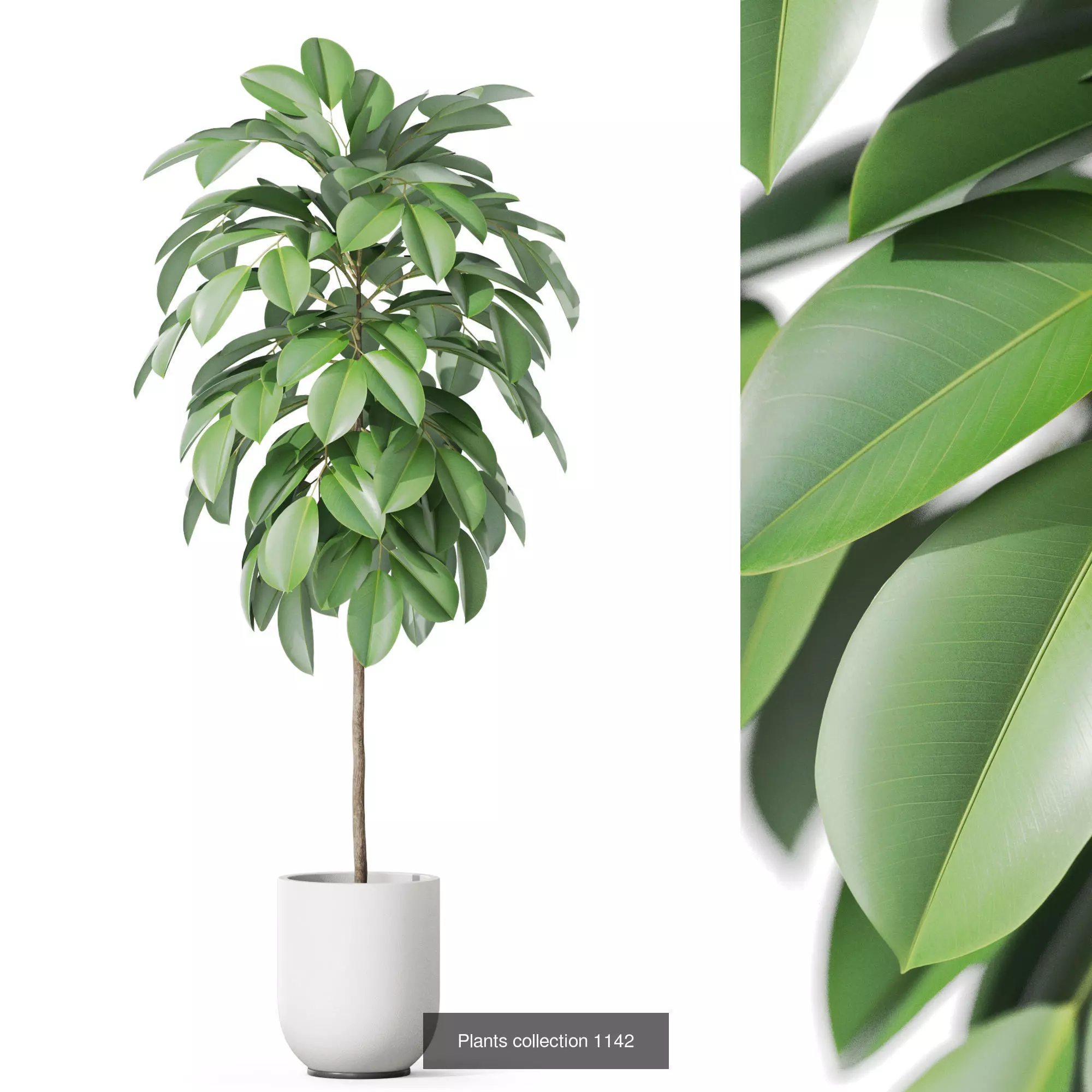 Plants collection vol 47 _8