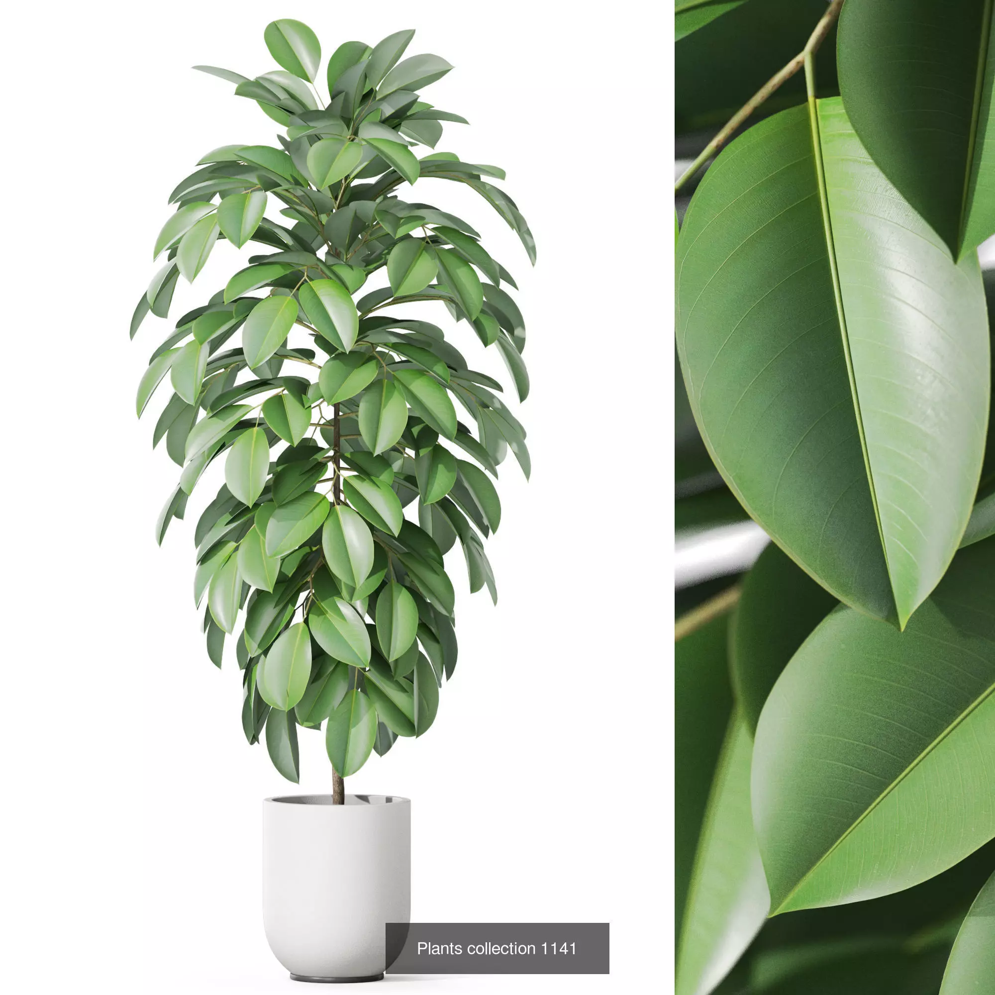 Plants collection vol 47 _7