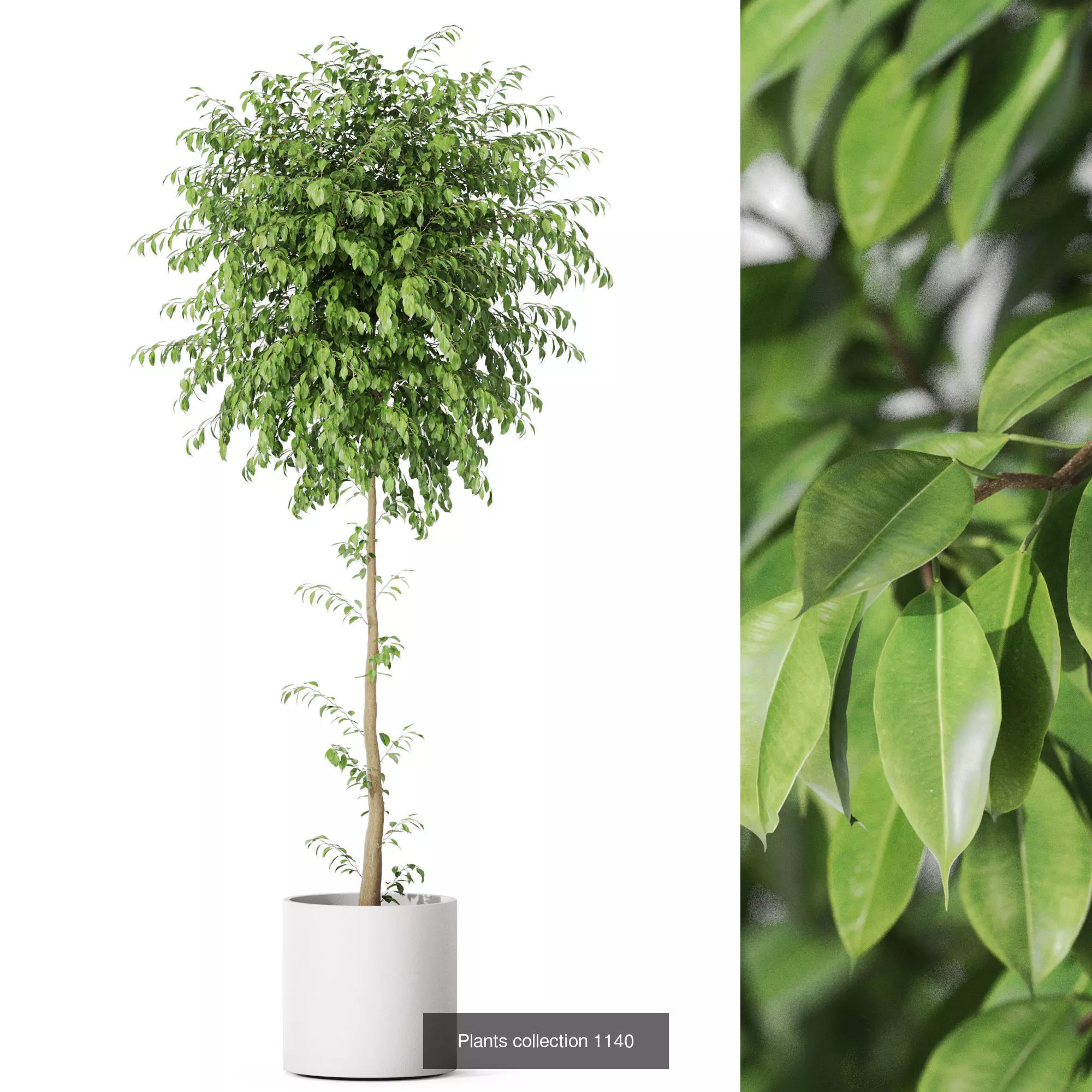 Plants collection vol 47 _6