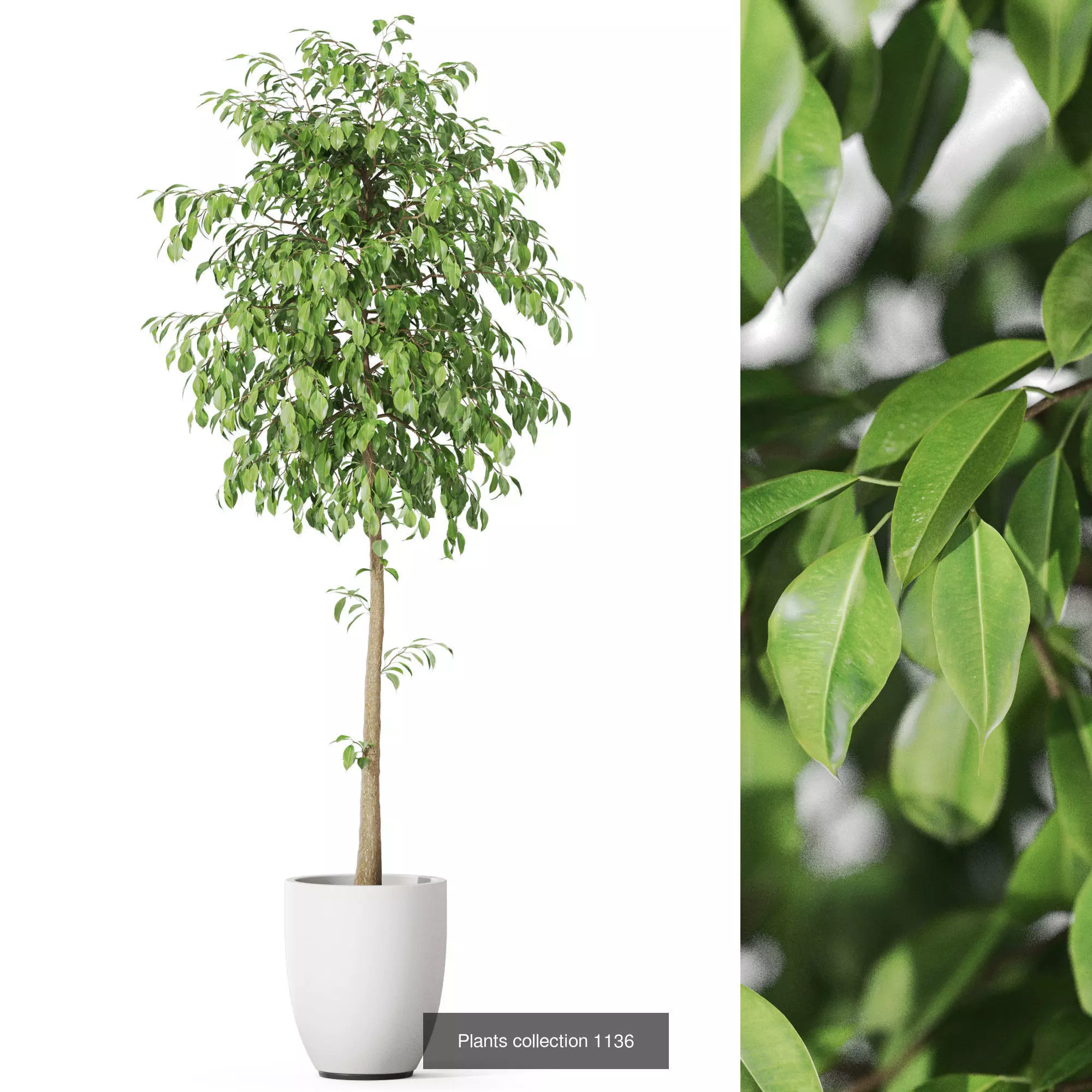 Plants collection vol 47 _2