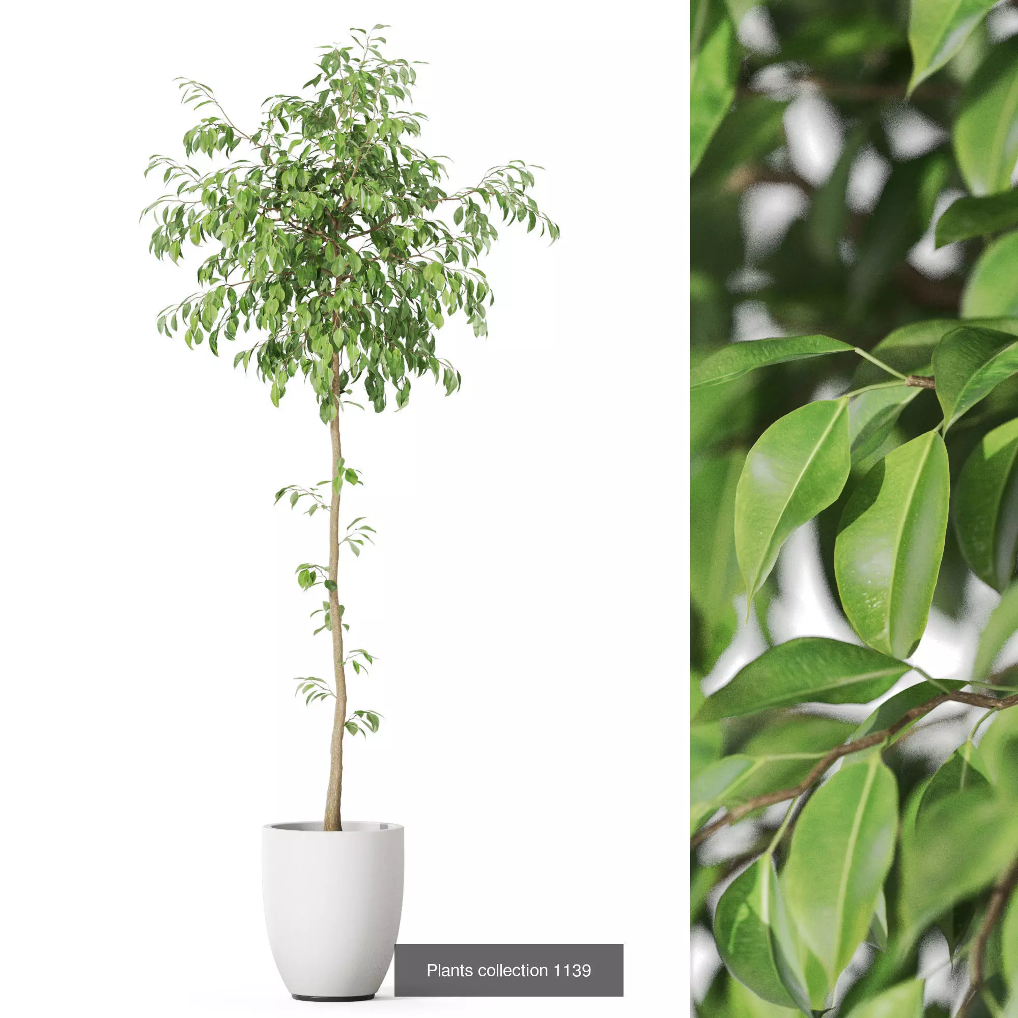 Plants collection vol 47 _5