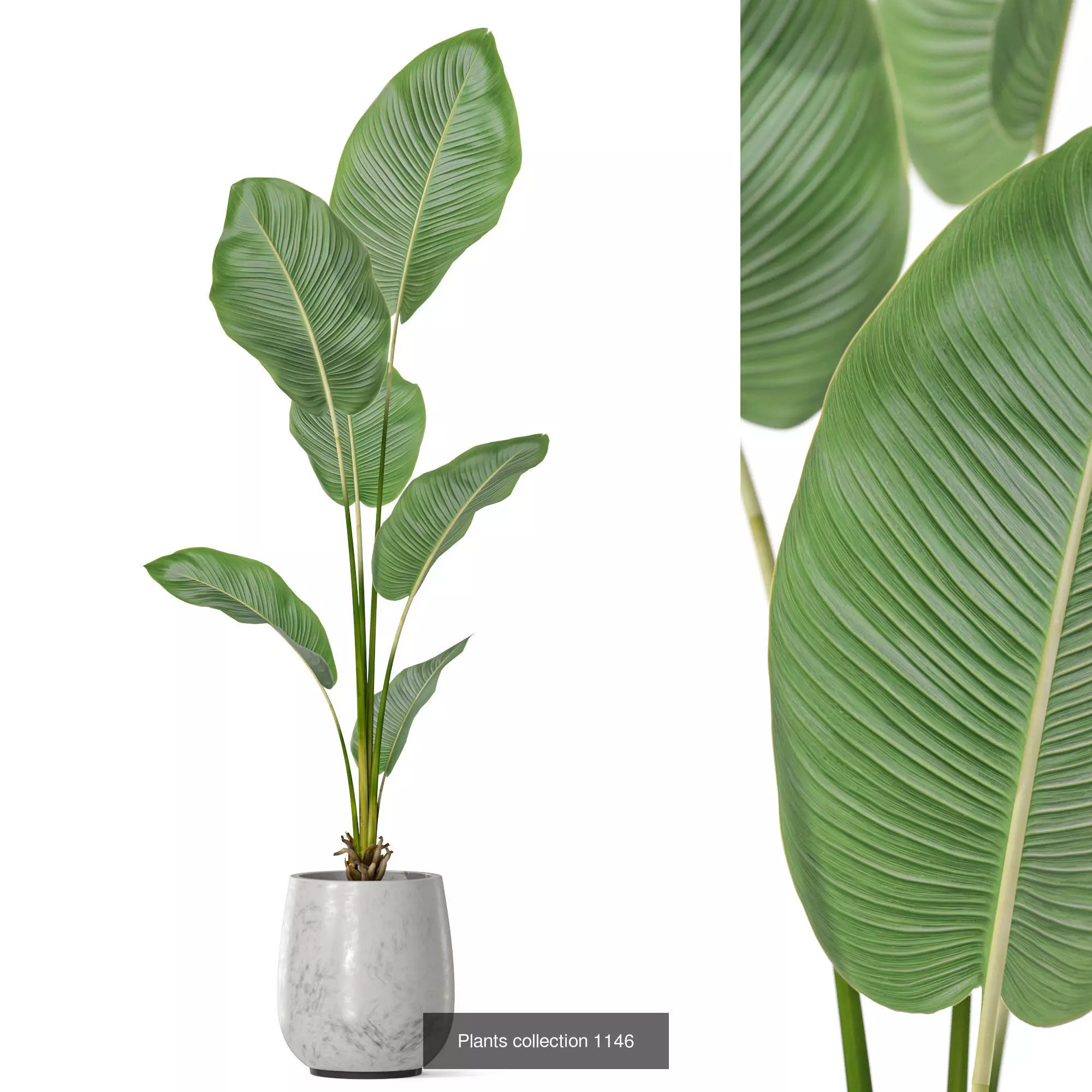 Plants collection vol 48 _3