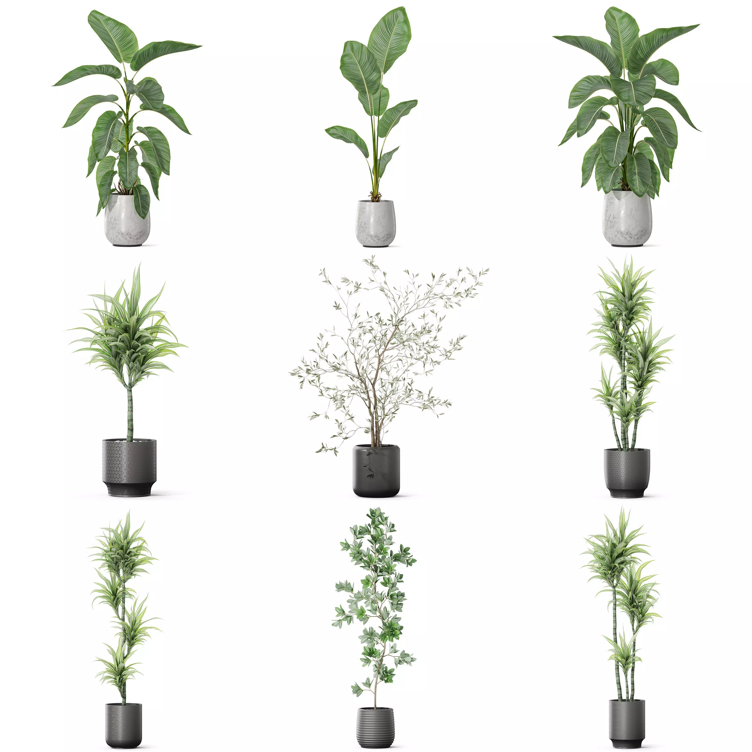 Plants collection vol 48 _0