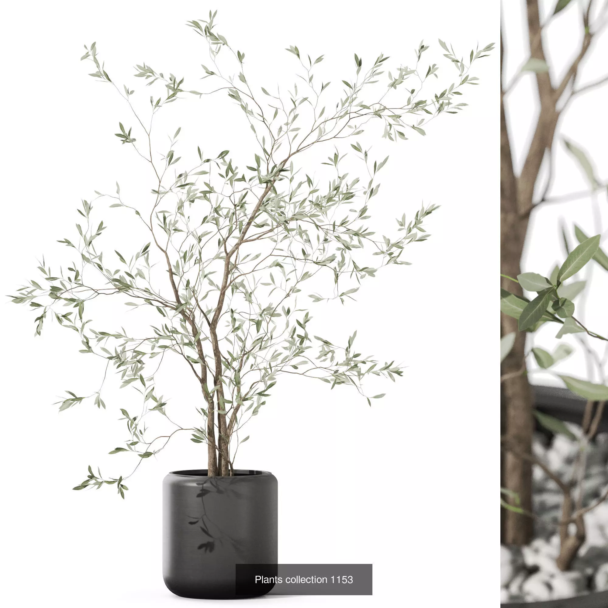 Plants collection vol 48 _10