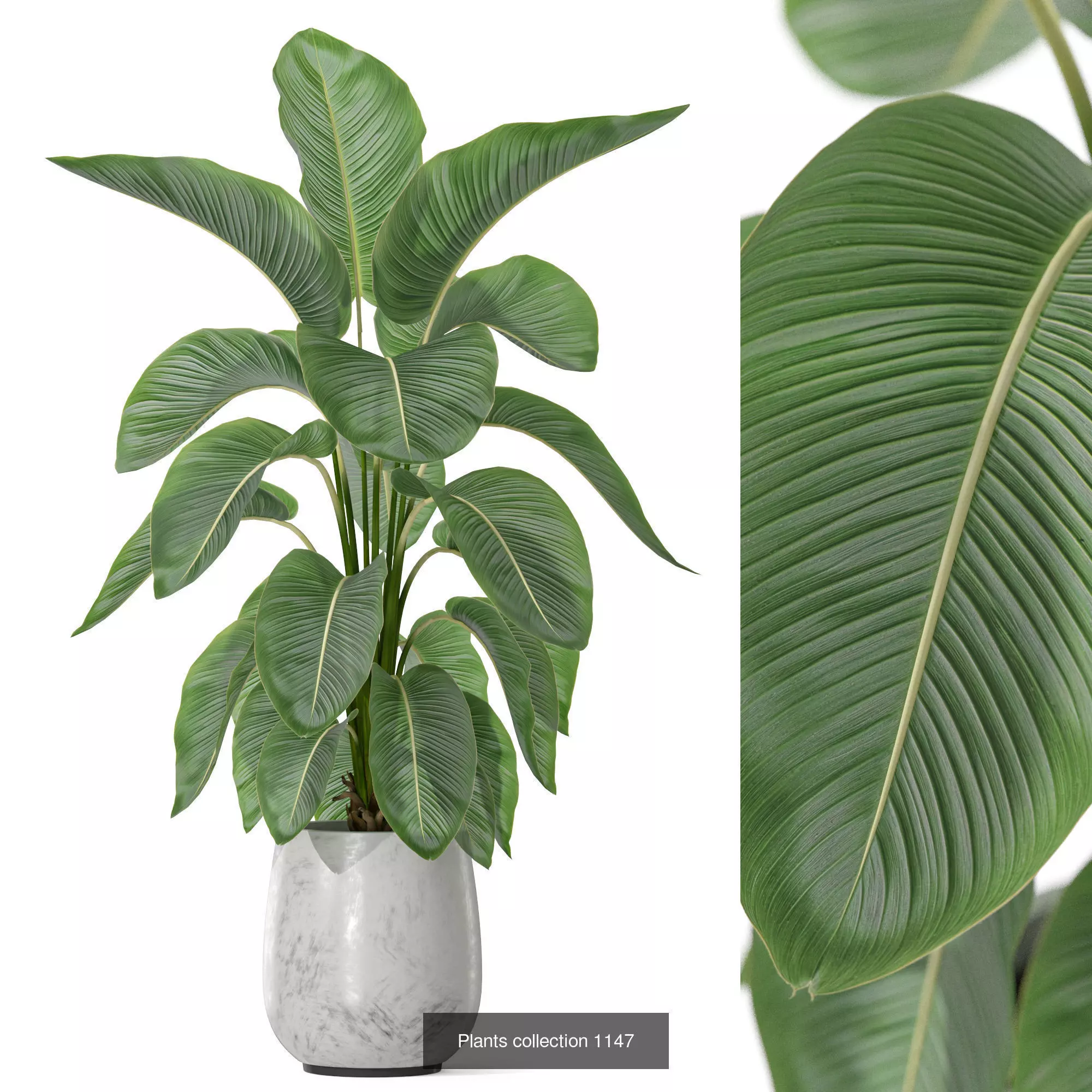 Plants collection vol 48 _4