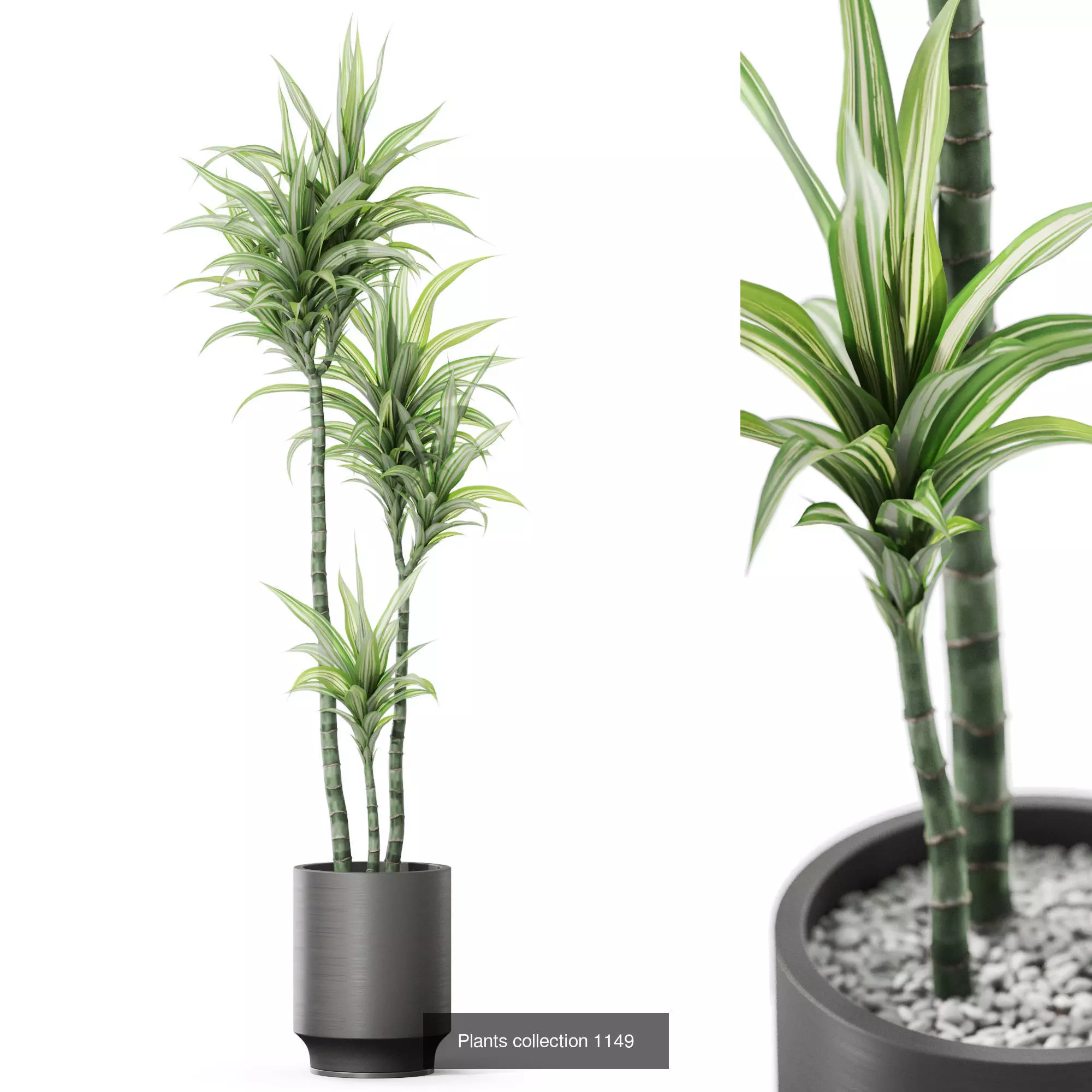 Plants collection vol 48 _6