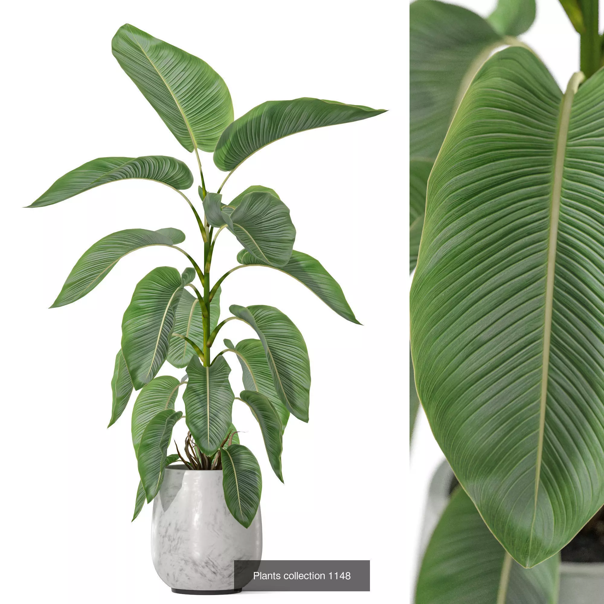 Plants collection vol 48 _5