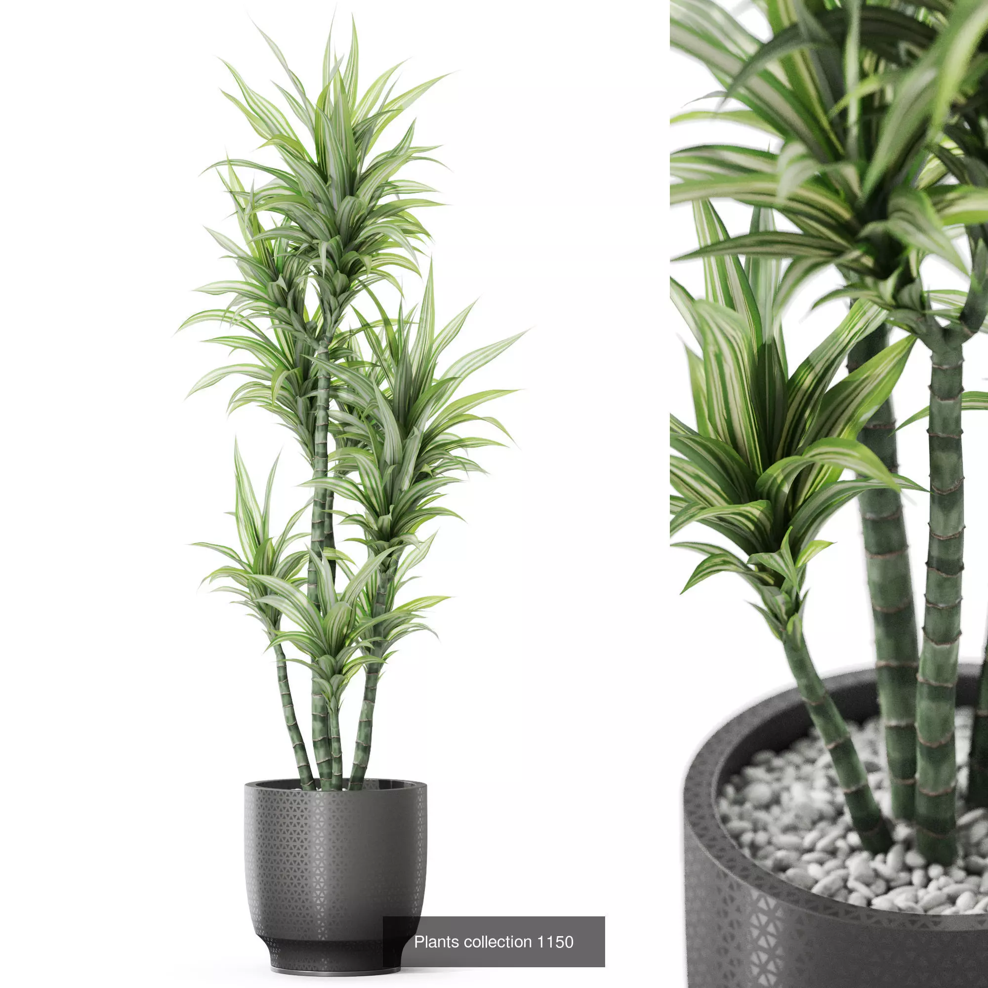 Plants collection vol 48 _7