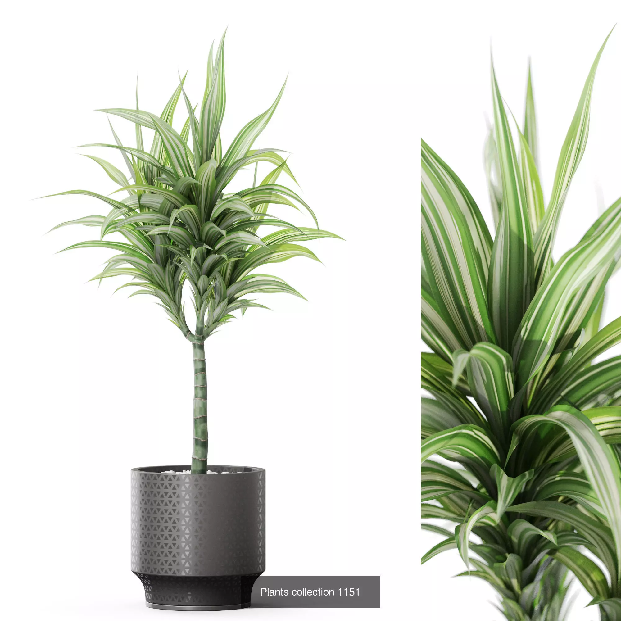 Plants collection vol 48 _8