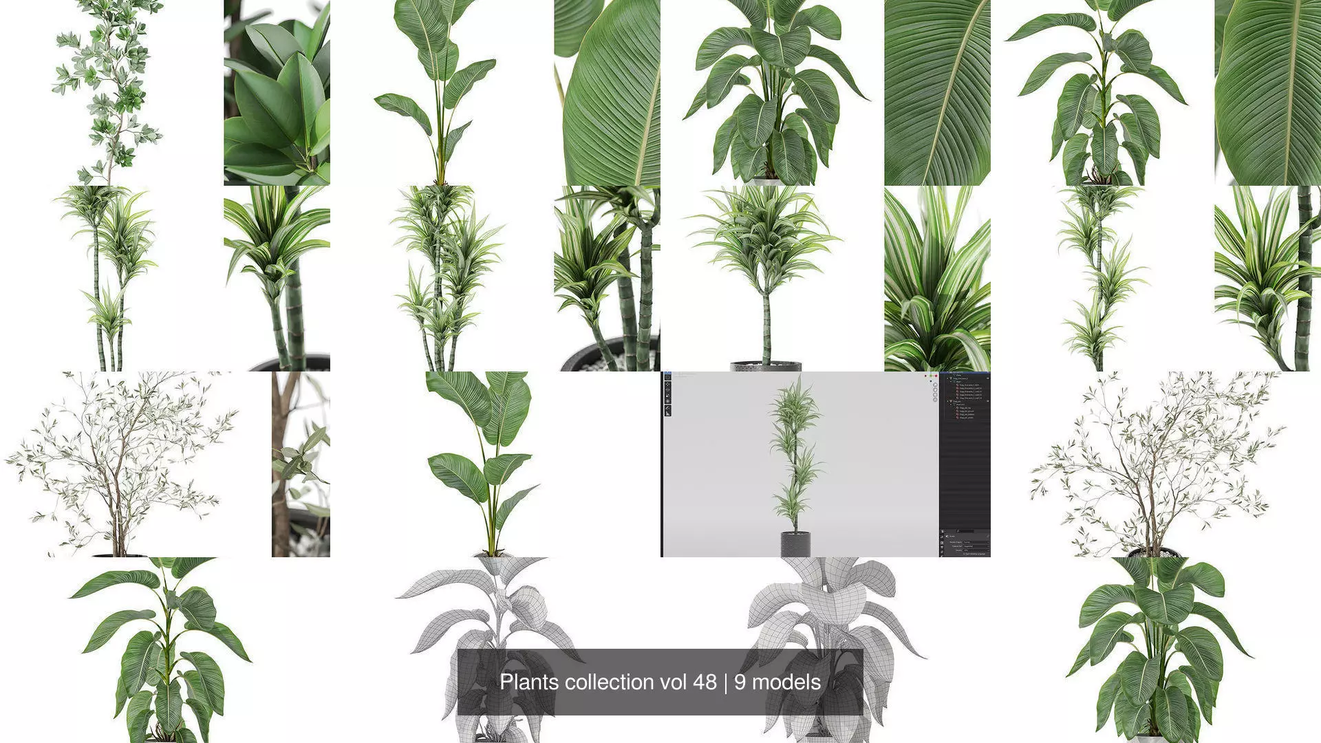 Plants collection vol 48 _1