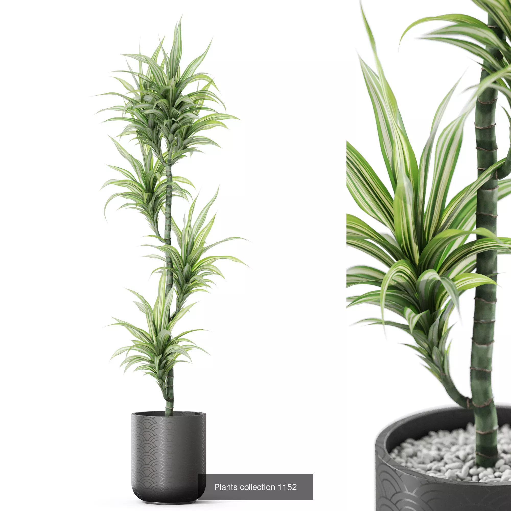 Plants collection vol 48 _9