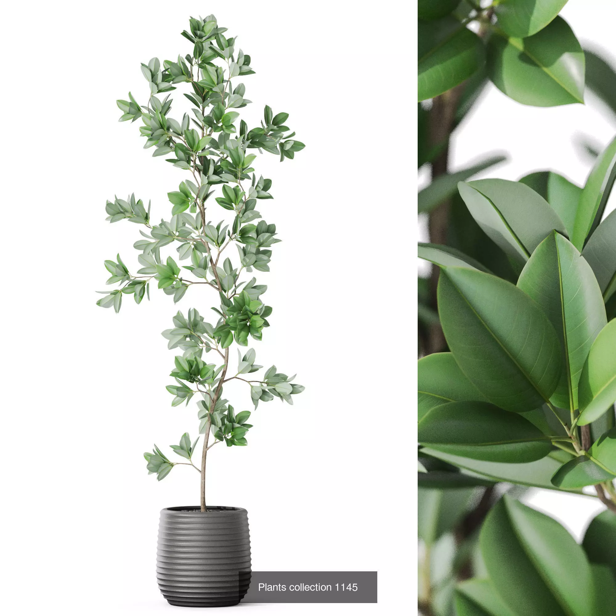 Plants collection vol 48 _2