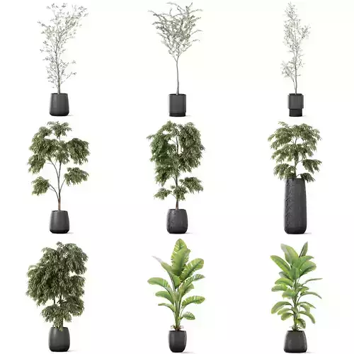Plants collection vol 49 