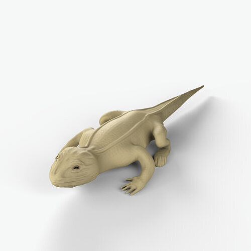 Bearded dragon Low-poly 3D model
